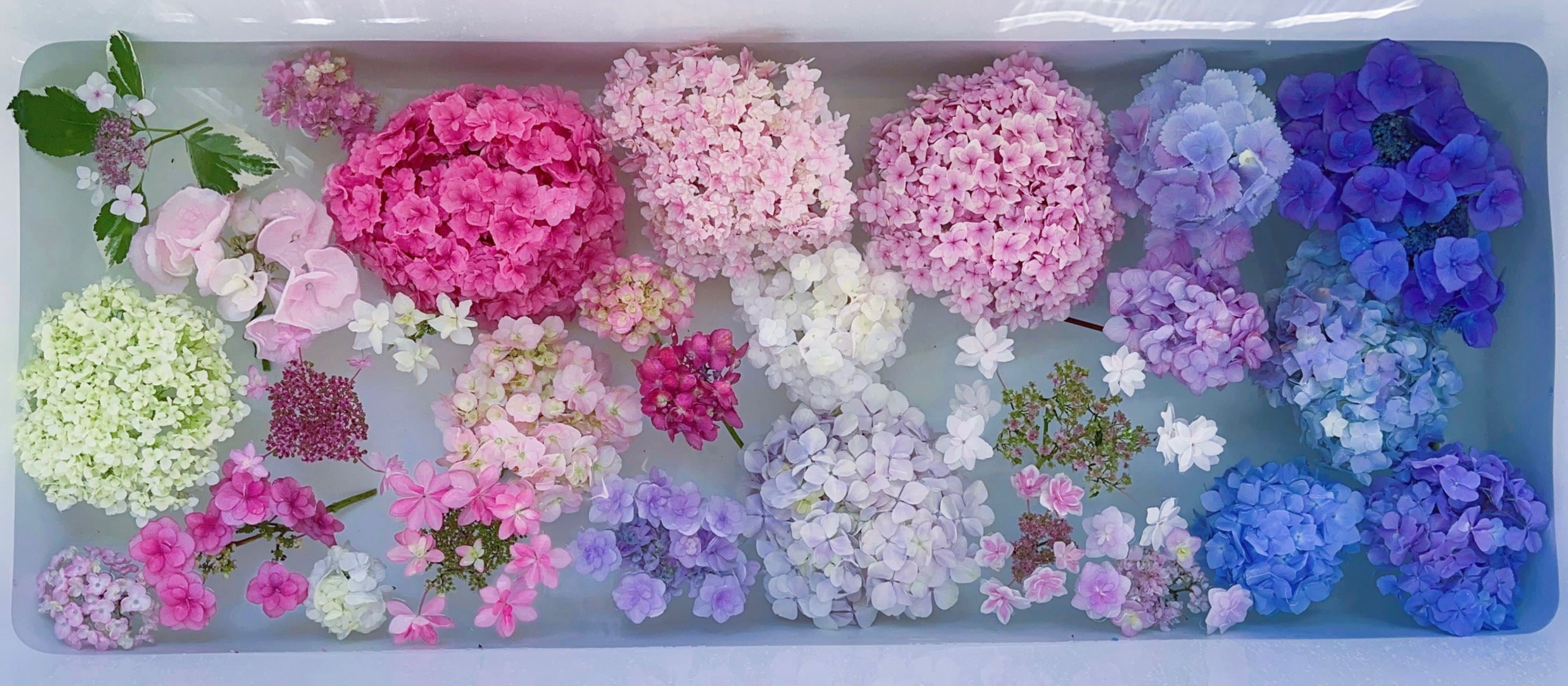 Hydrangea – Summer Garden