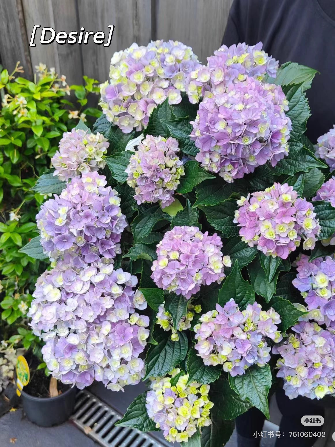 Hydrangea You & Me Desire