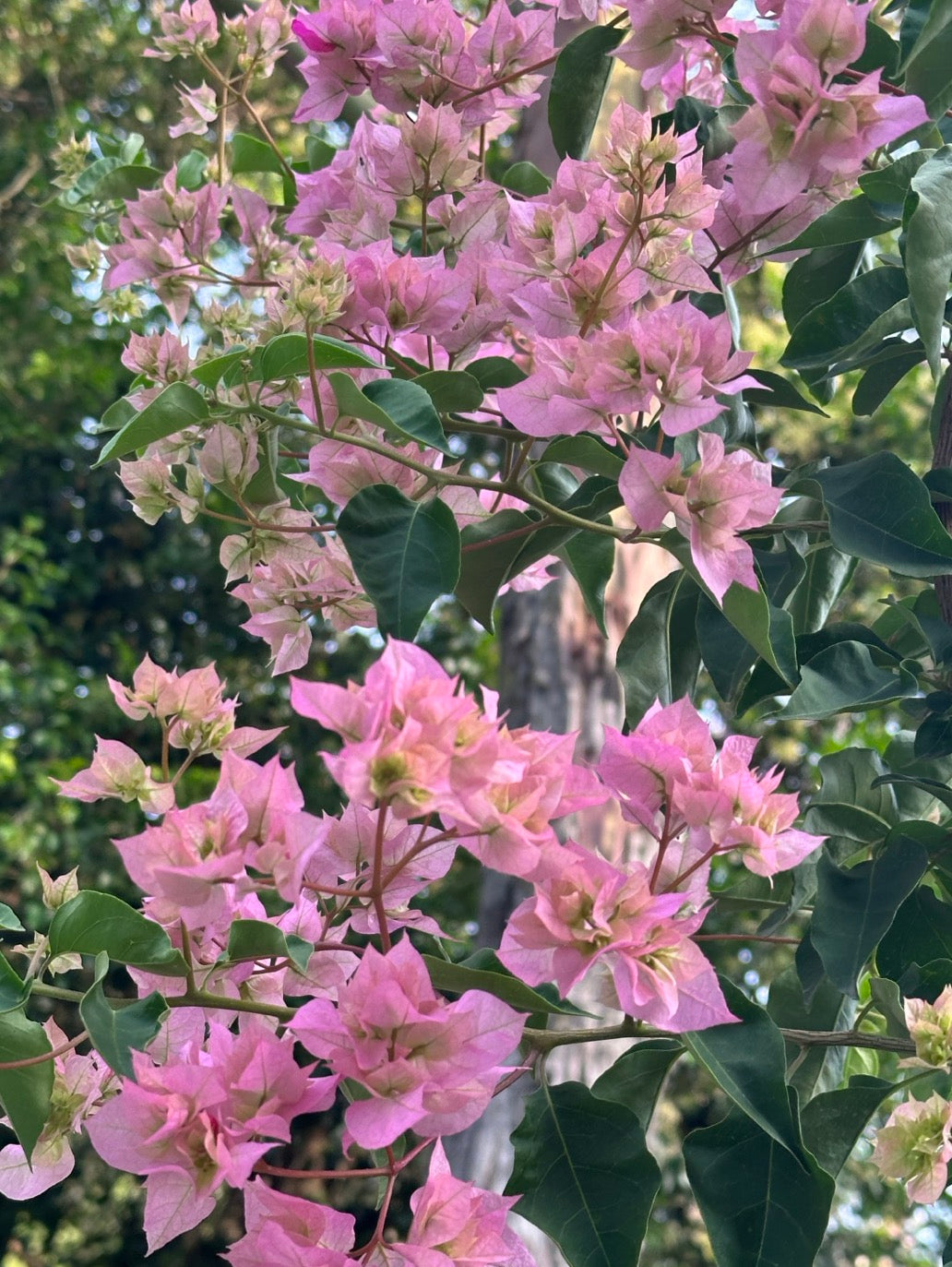 Bougainvillea Double Light Pink