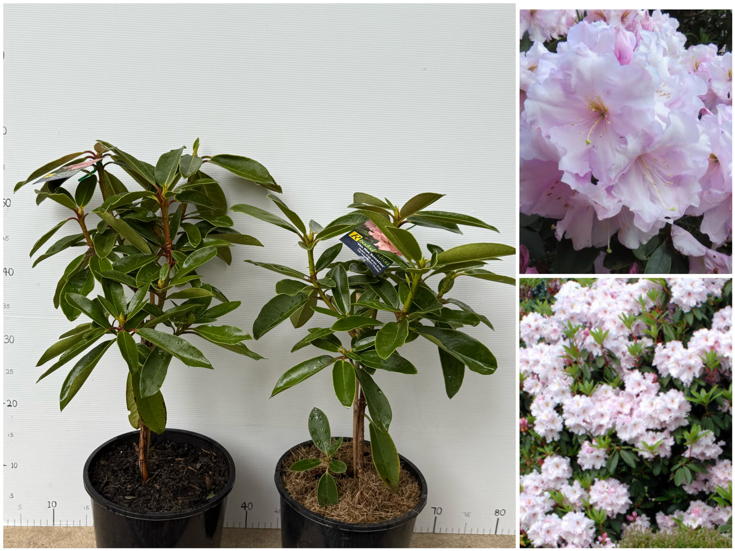 Rhododendron Van Nes Sensation
