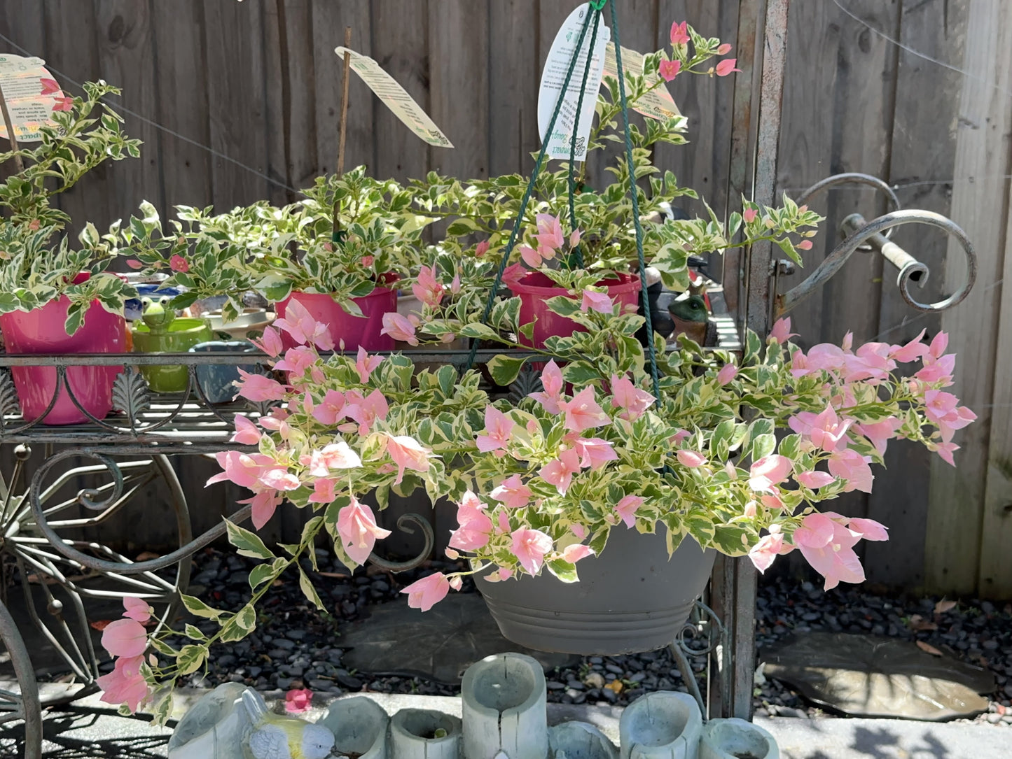 Bougainvillea Pink O Belle