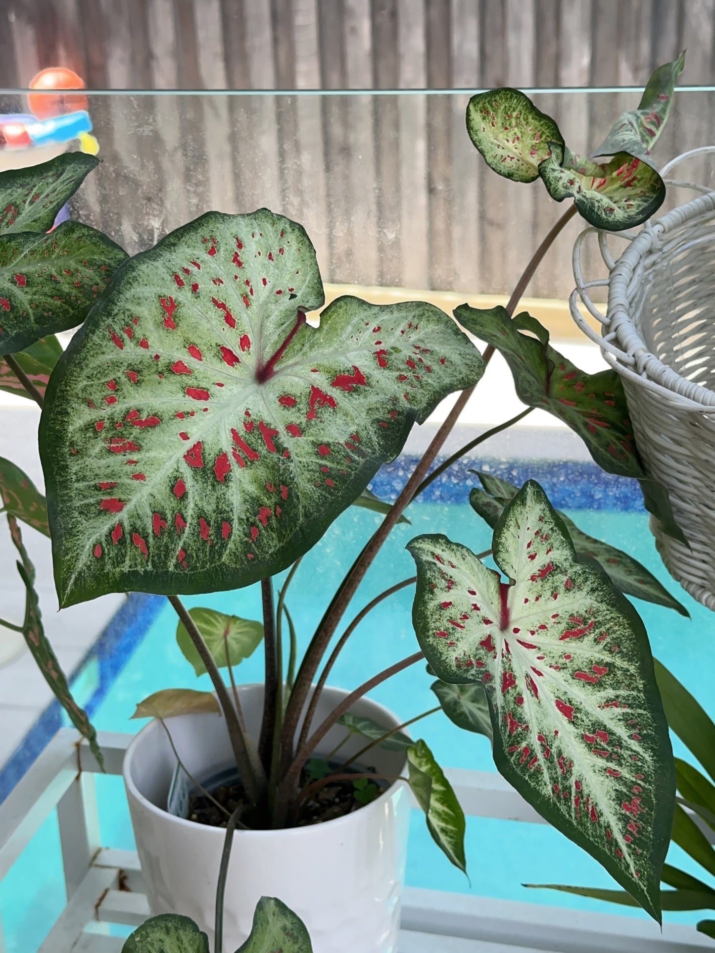 Caladium Gingerland