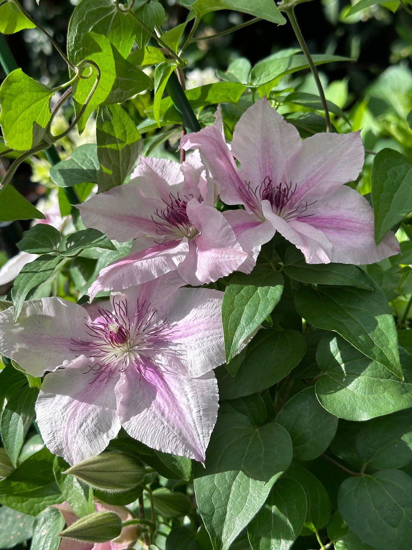 Clematis Pink Fantasy
