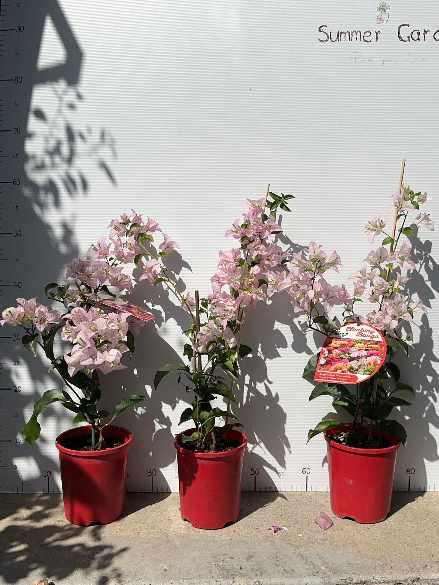Bougainvillea Blush Cascade