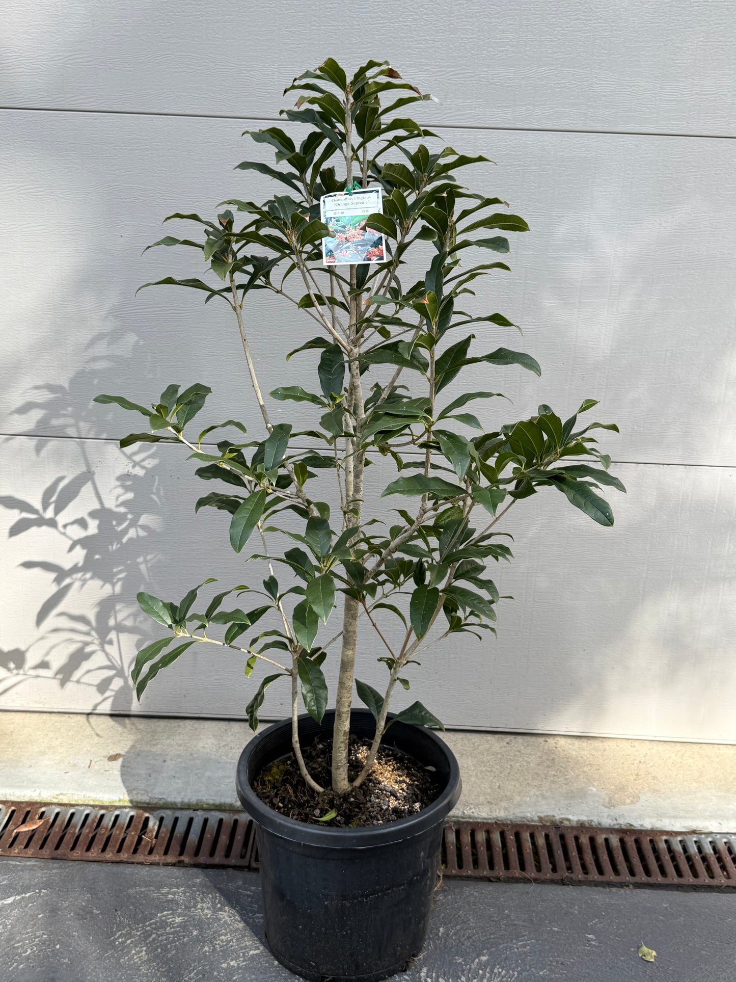 Osmanthus Orange Supreme