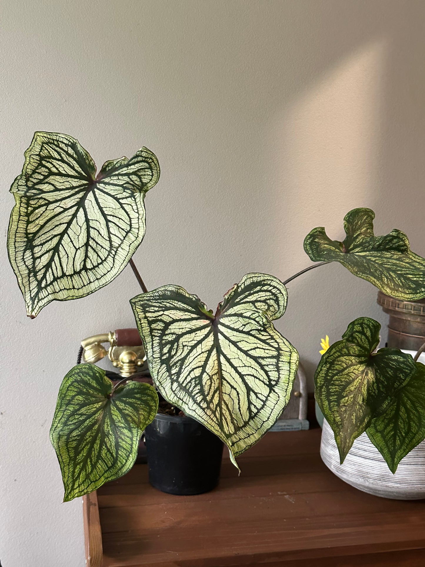 Caladium Thai Beauty