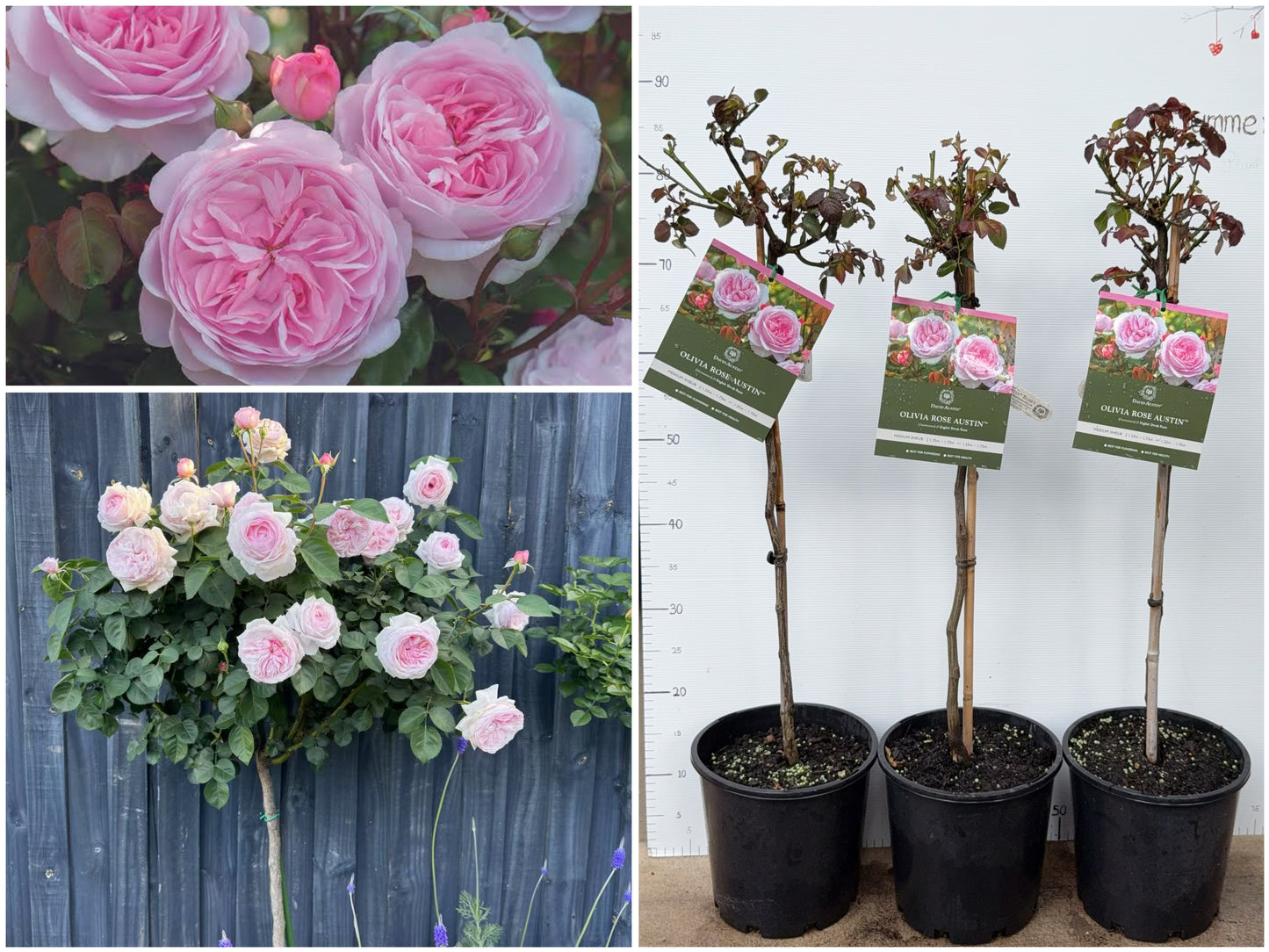 Standard Rose - Olivia