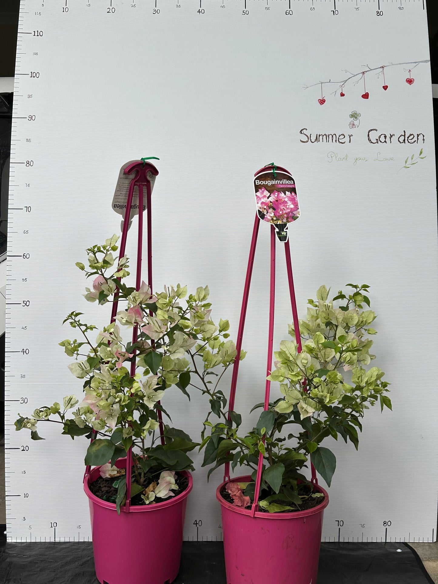 Bougainvillea Yani's Delight