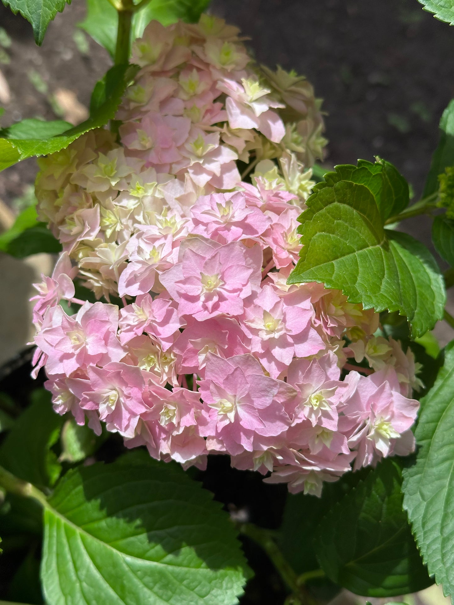 Hydrangea Galaxy