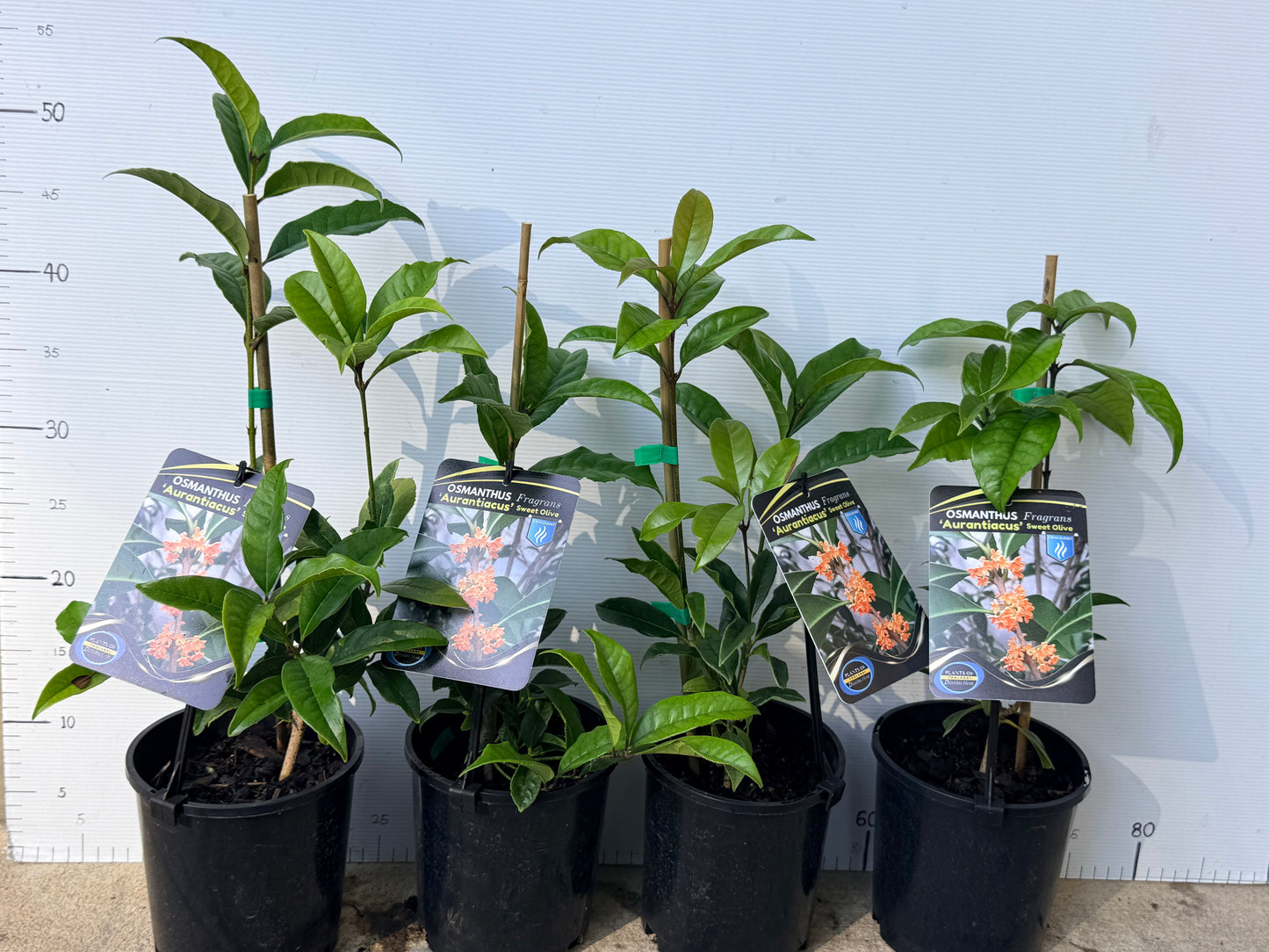 Osmanthus Orange Supreme