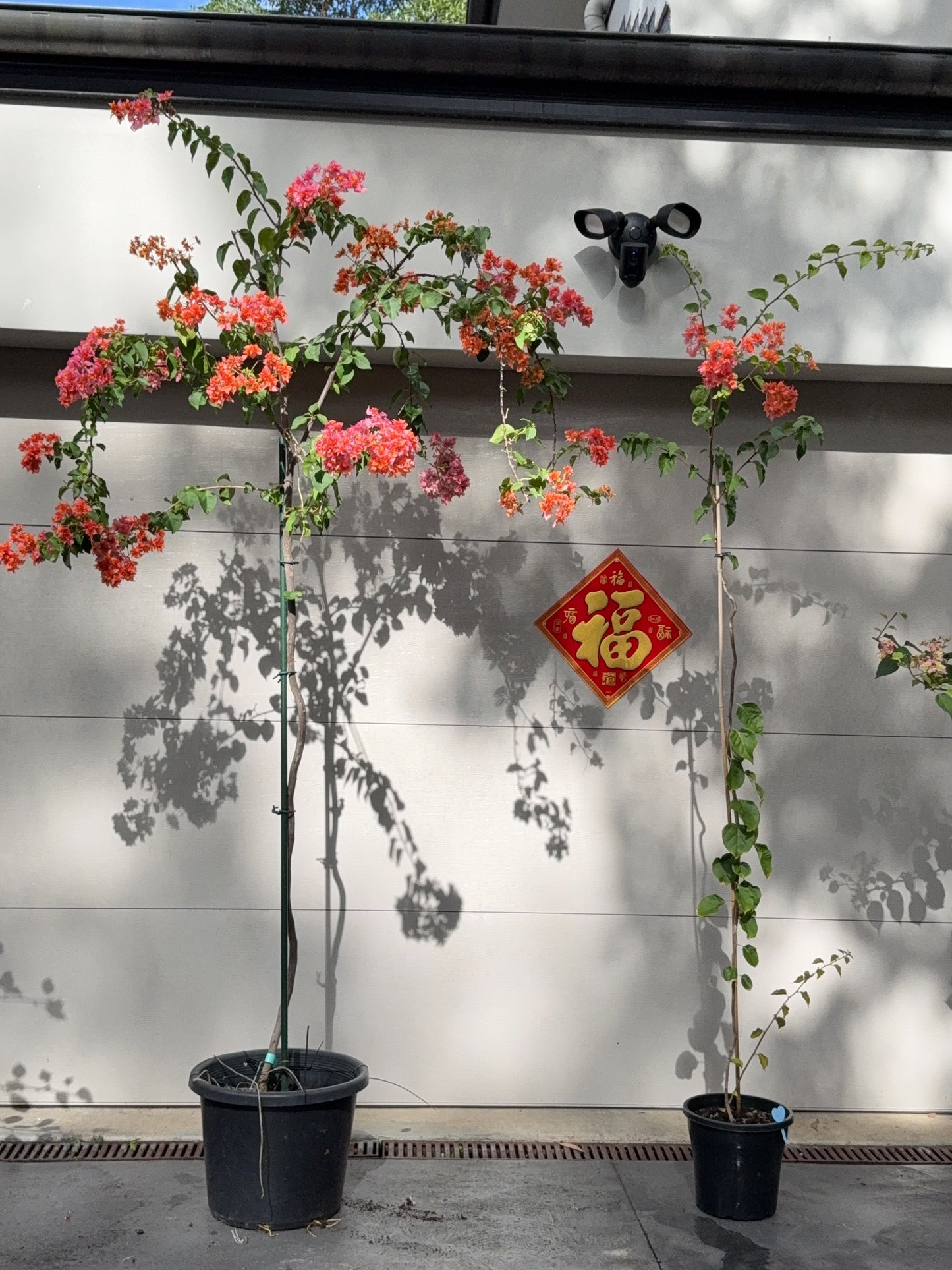 Bougainvillea Thai Gold