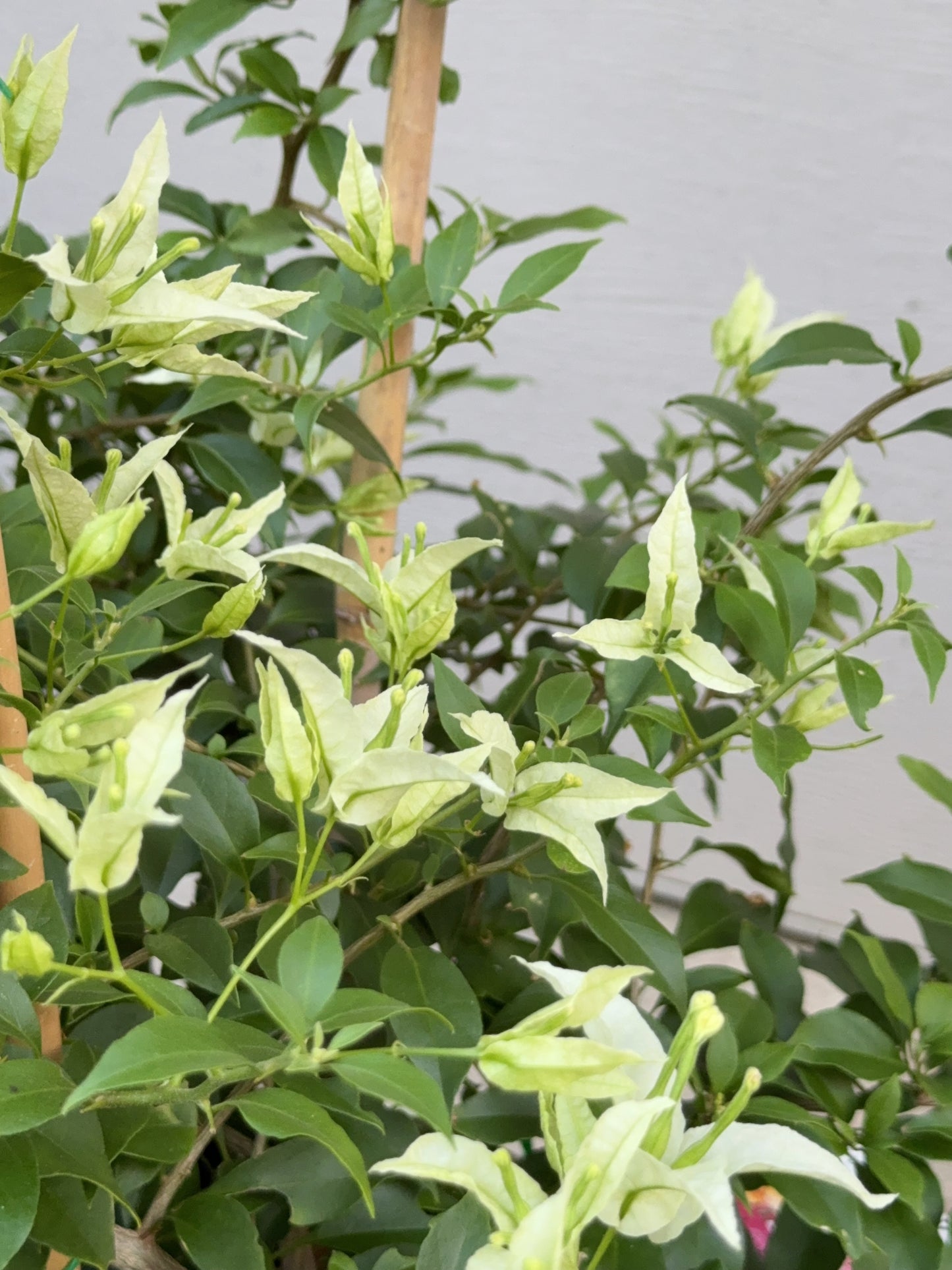 Bougainvillea Candice