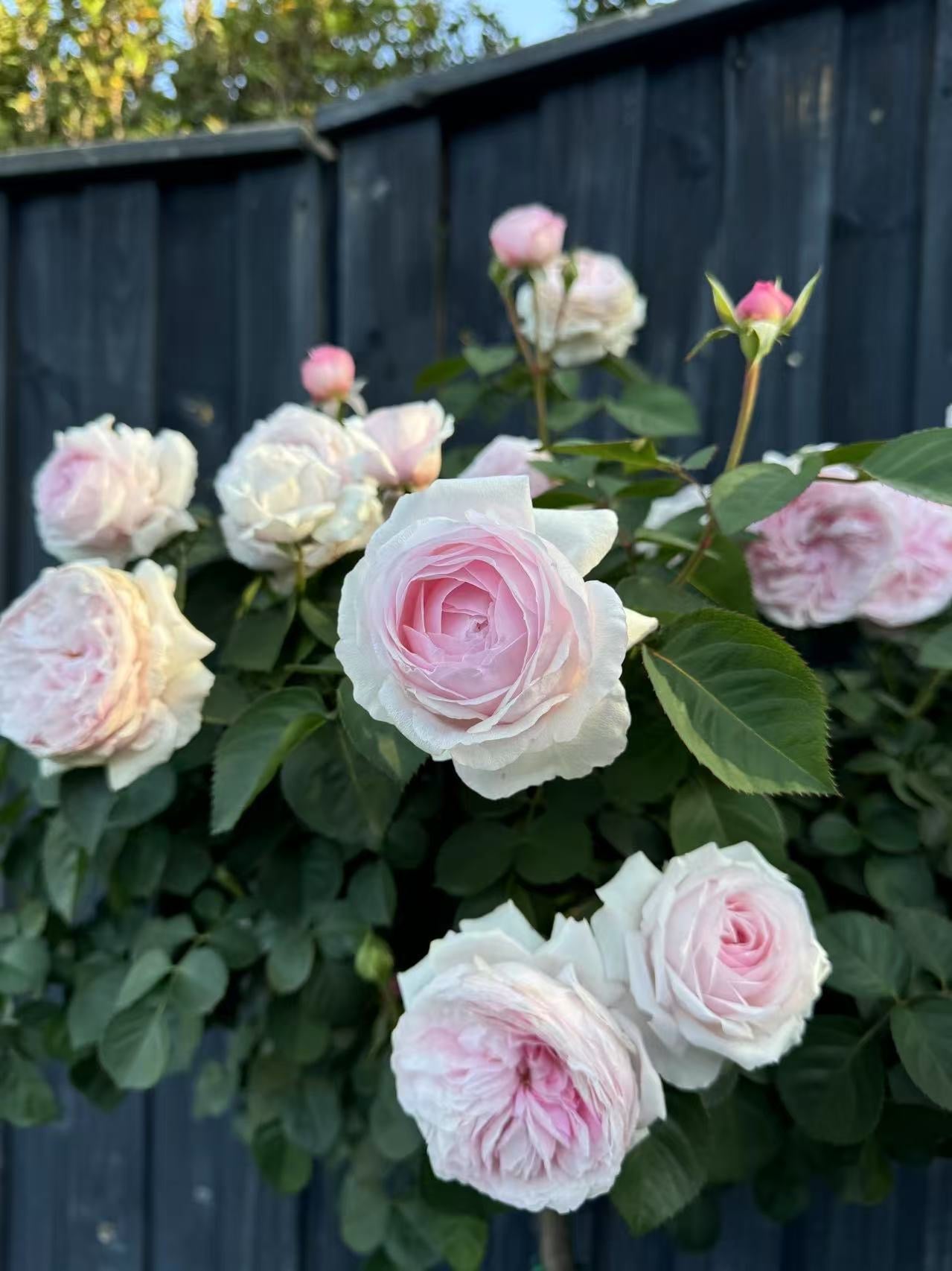 Standard Rose - Olivia