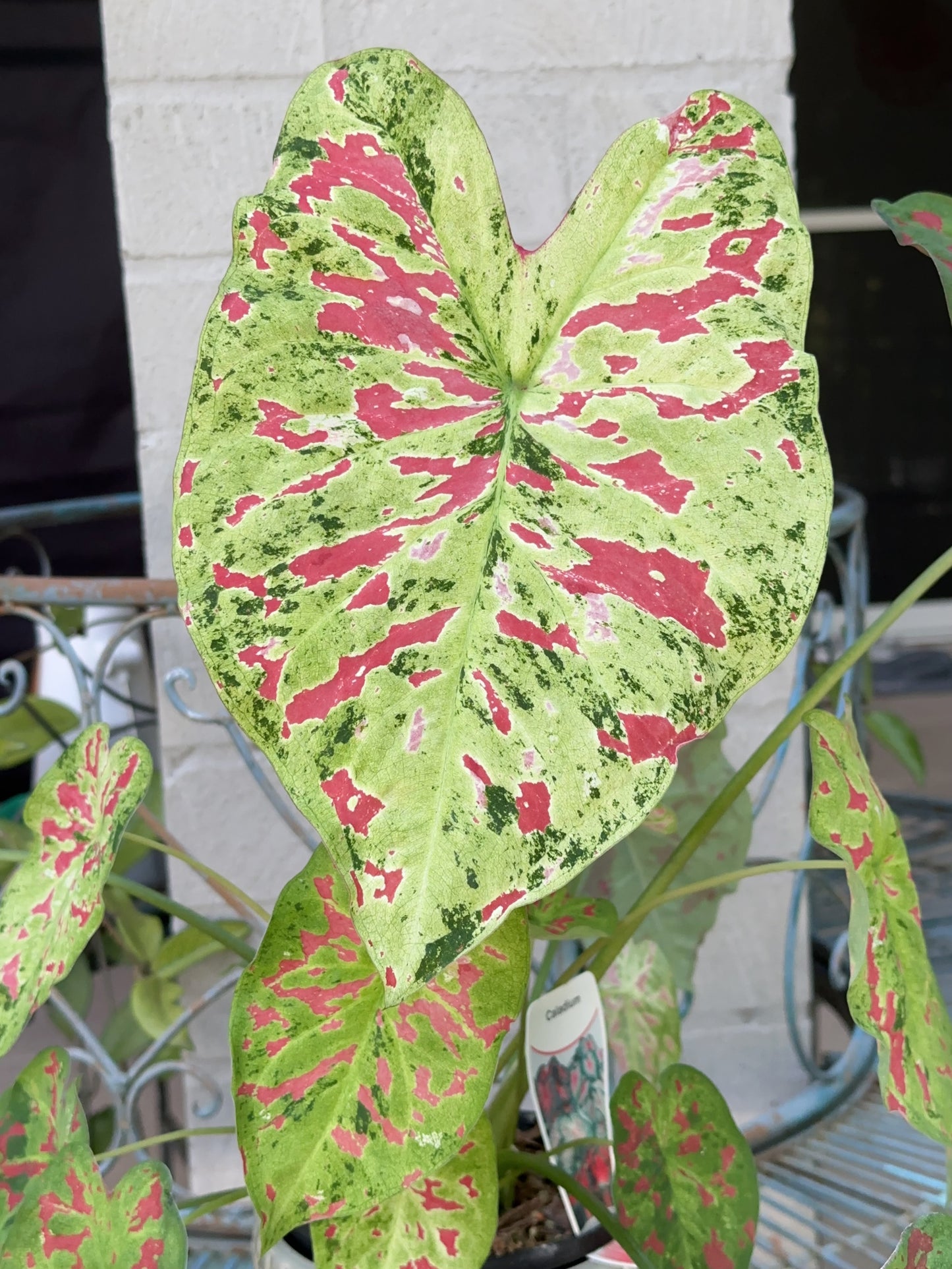 Caladium Raspberry Moon