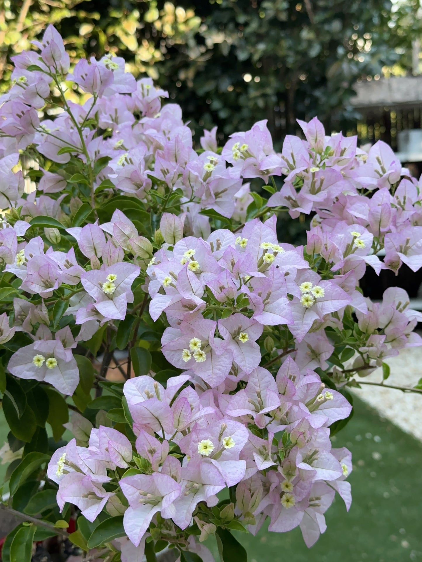 Bougainvillea Blush Cascade