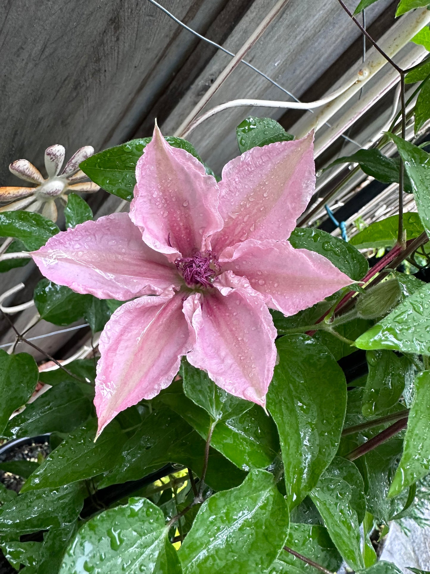 Clematis Pink Fantasy