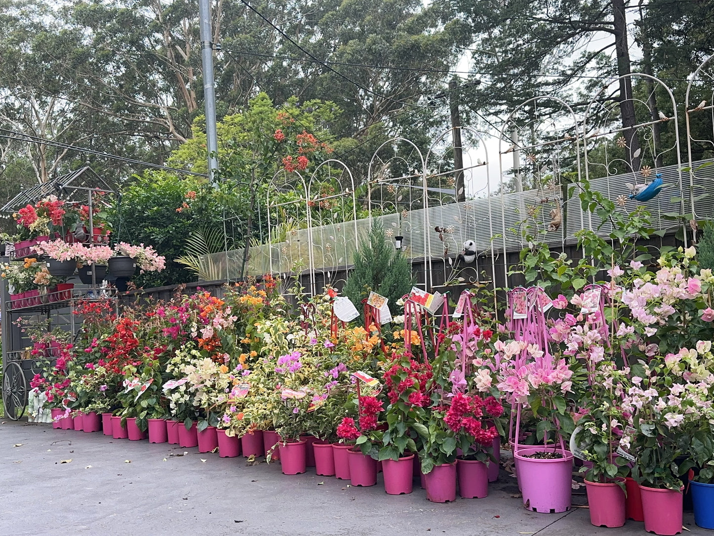 Bougainvilleas Assorted