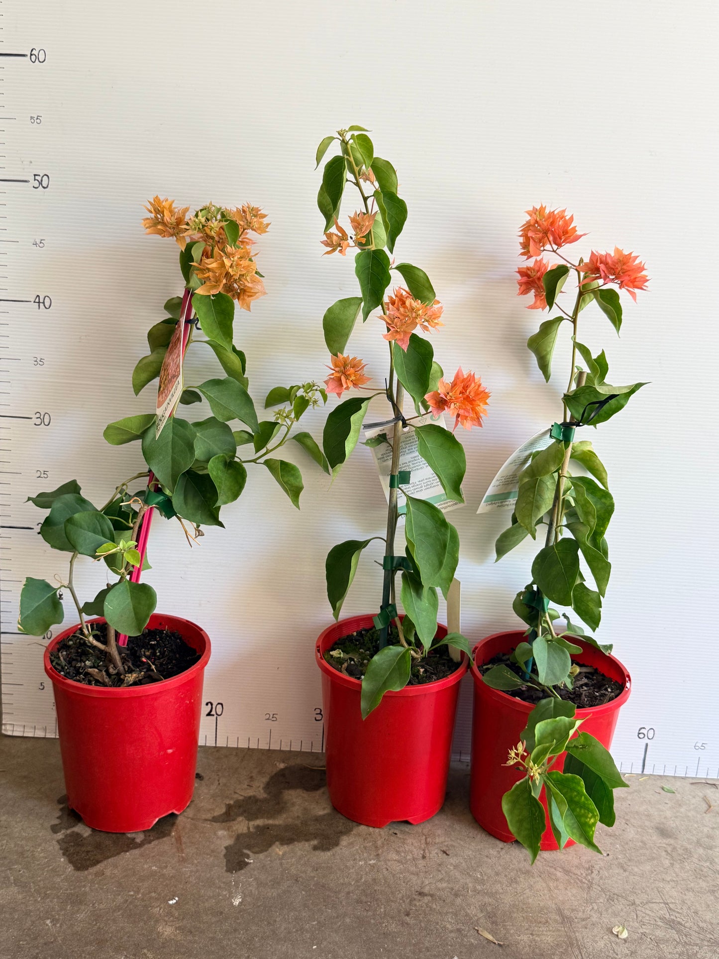 Bougainvillea Thai Gold