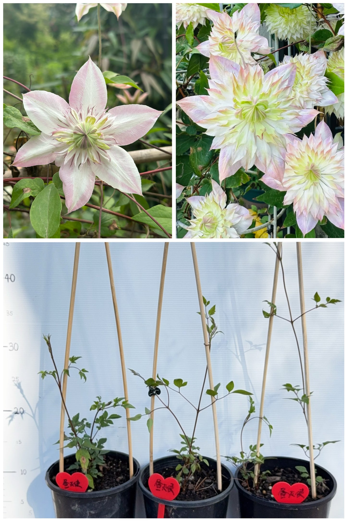 Clematis Shamshe
