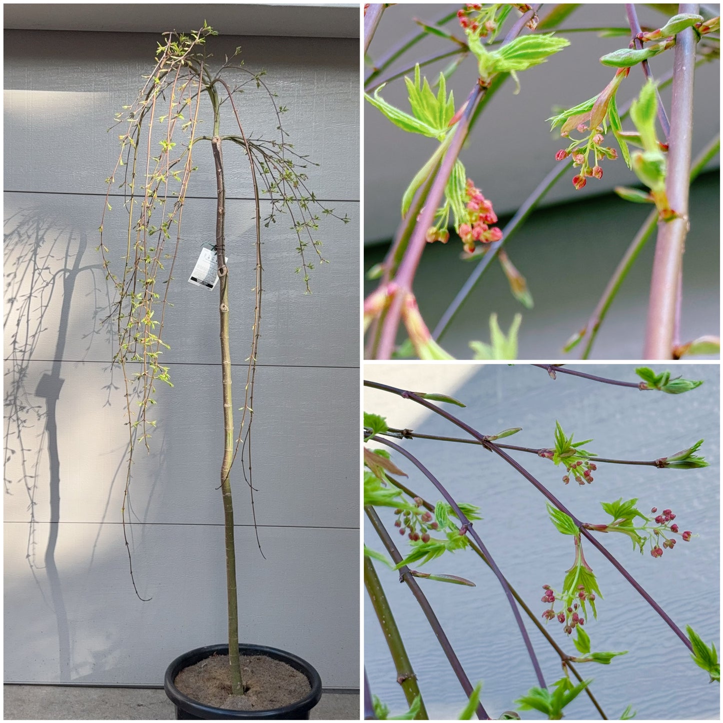 Acer palmatum Ryusen