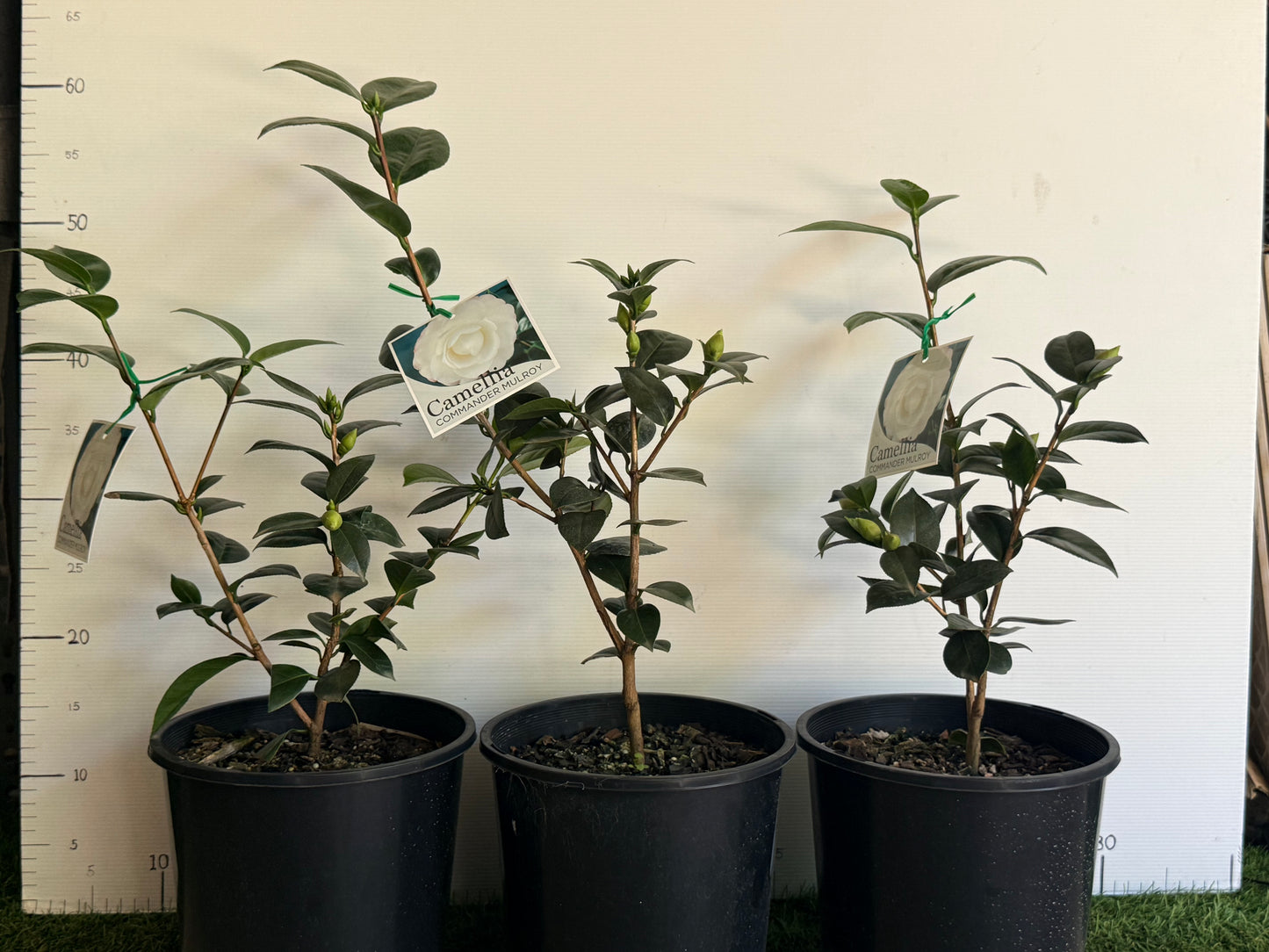 Camellia Japonica
'COMMANDER MULROY"