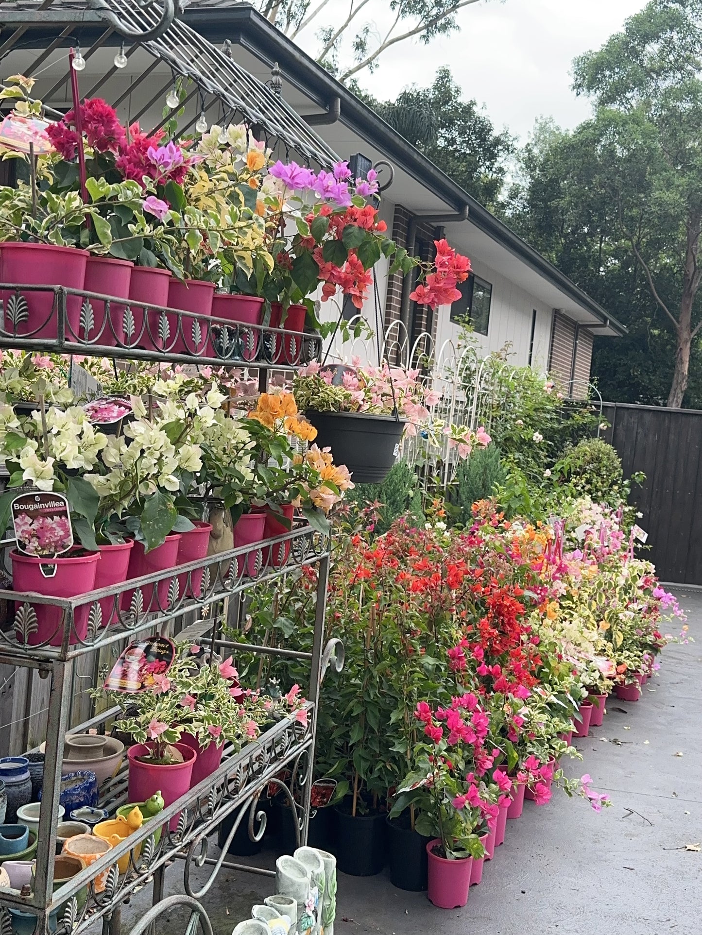 Bougainvilleas Assorted