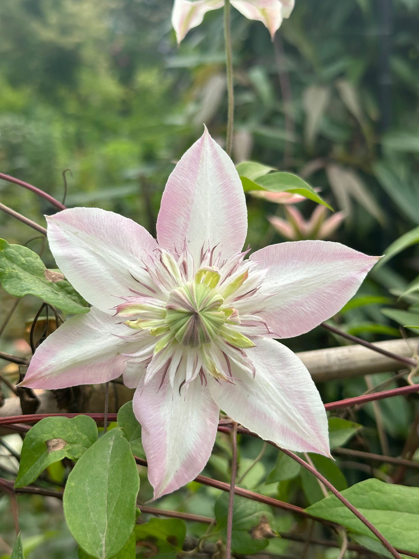 Clematis Shamshe