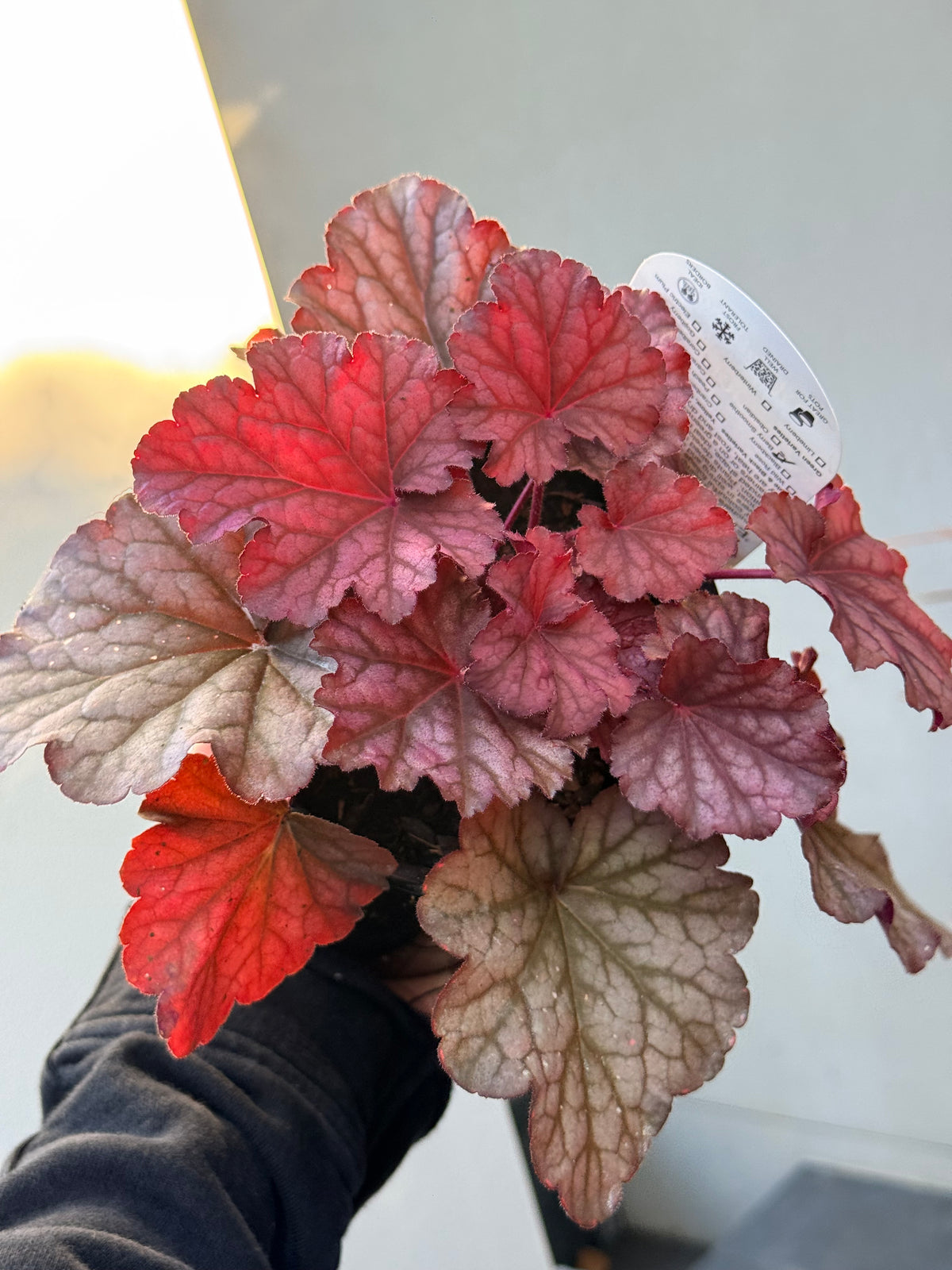 Heuchera Berry Smoothie