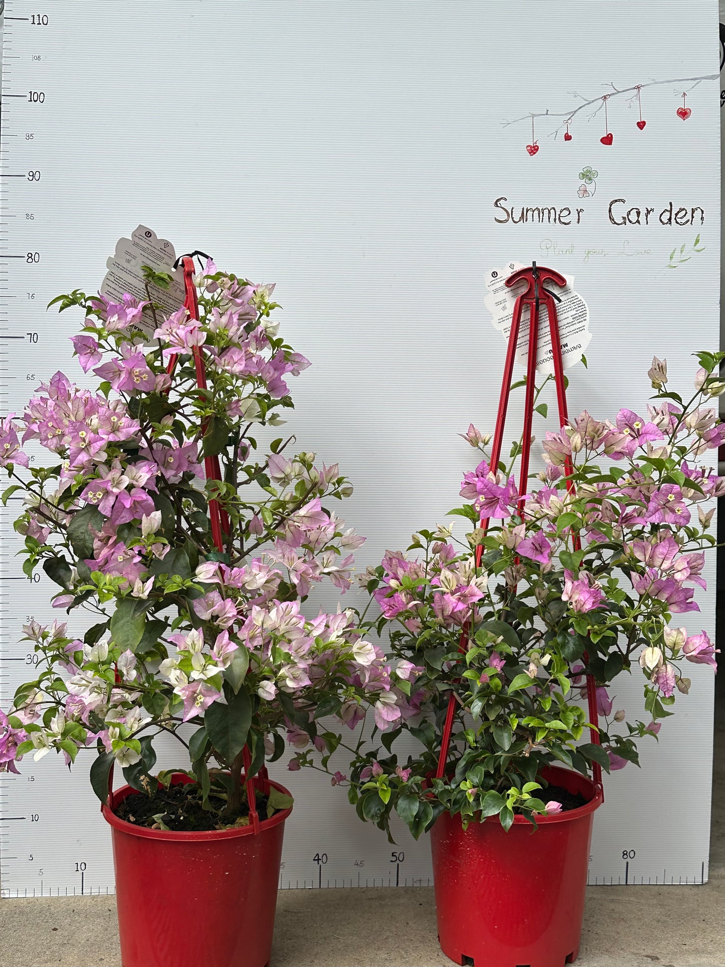 Bougainvillea Marlu
