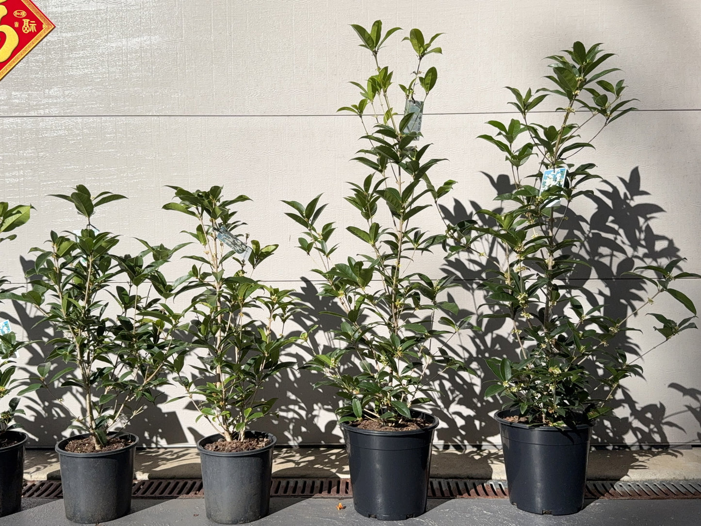 Osmanthus Fragrans