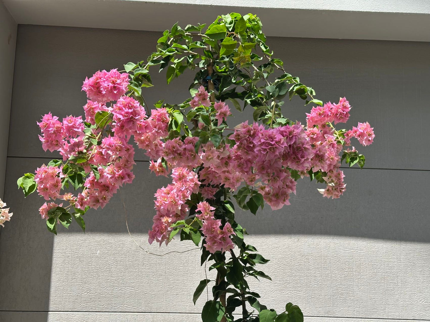 Bougainvillea Double Light Pink