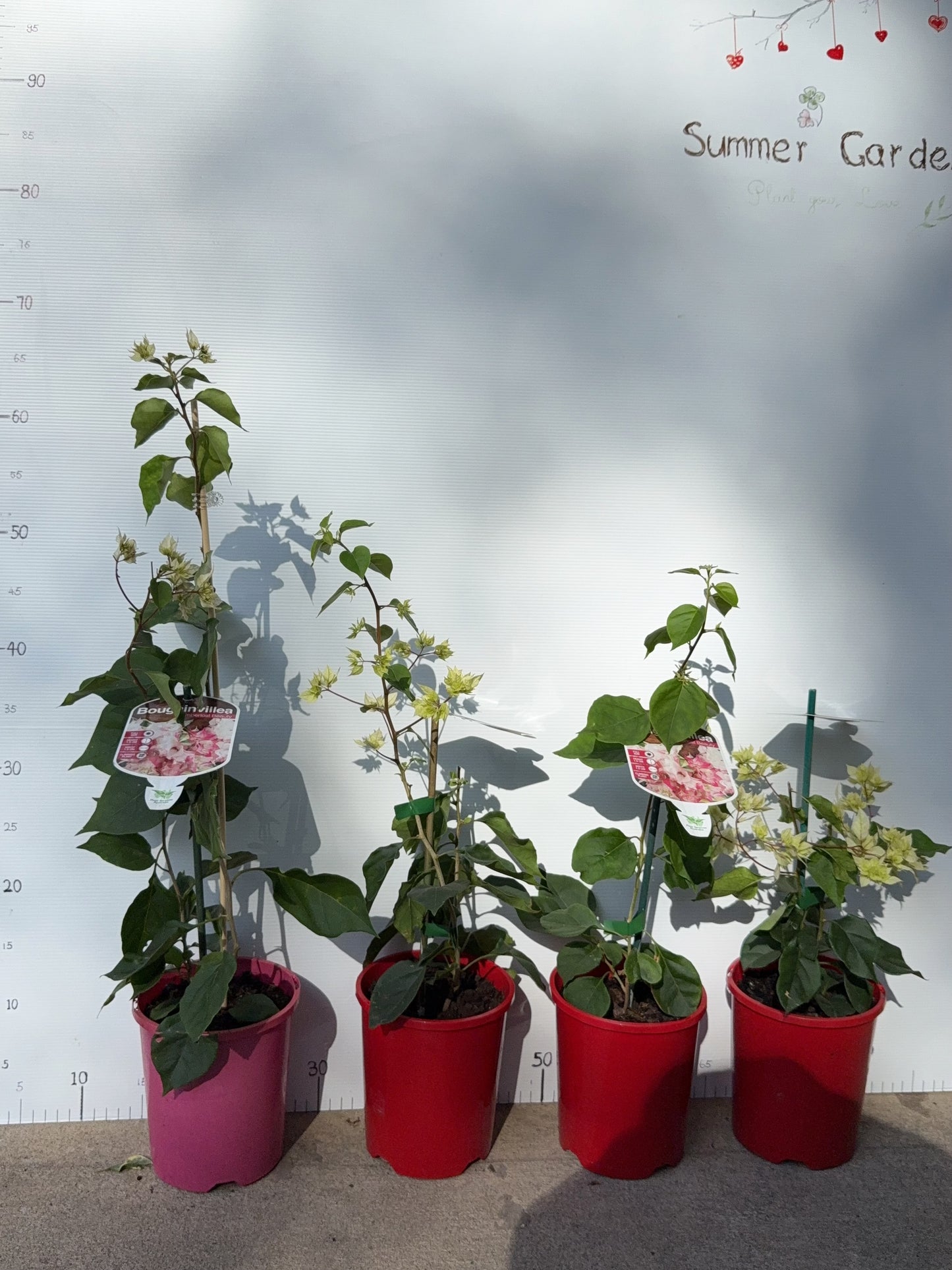 Bougainvillea Limberlost Beauty