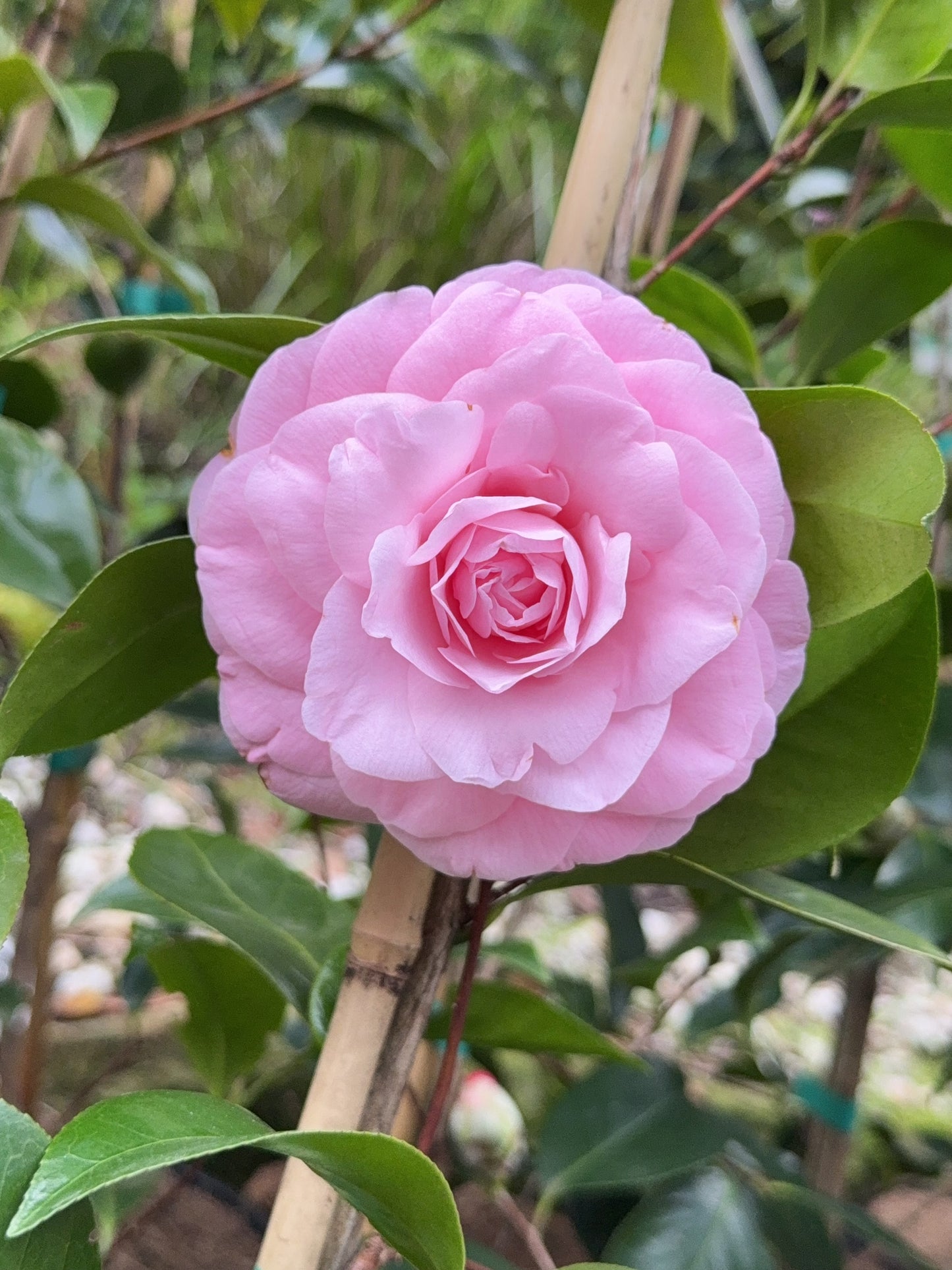 Camellia Betty Ridley