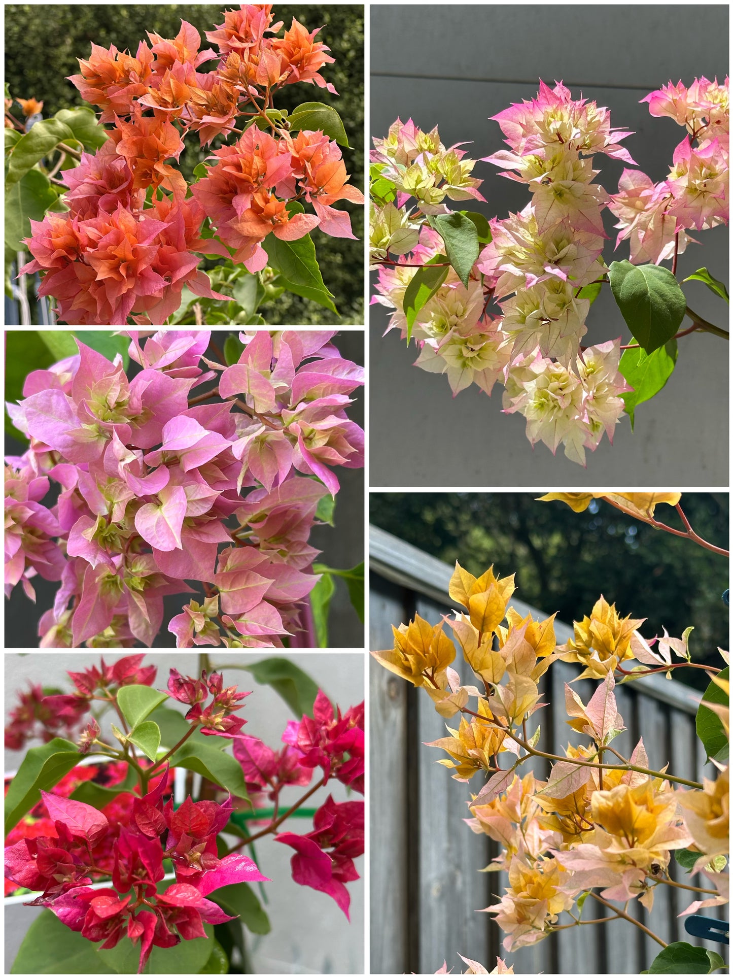 Bougainvilleas Assorted