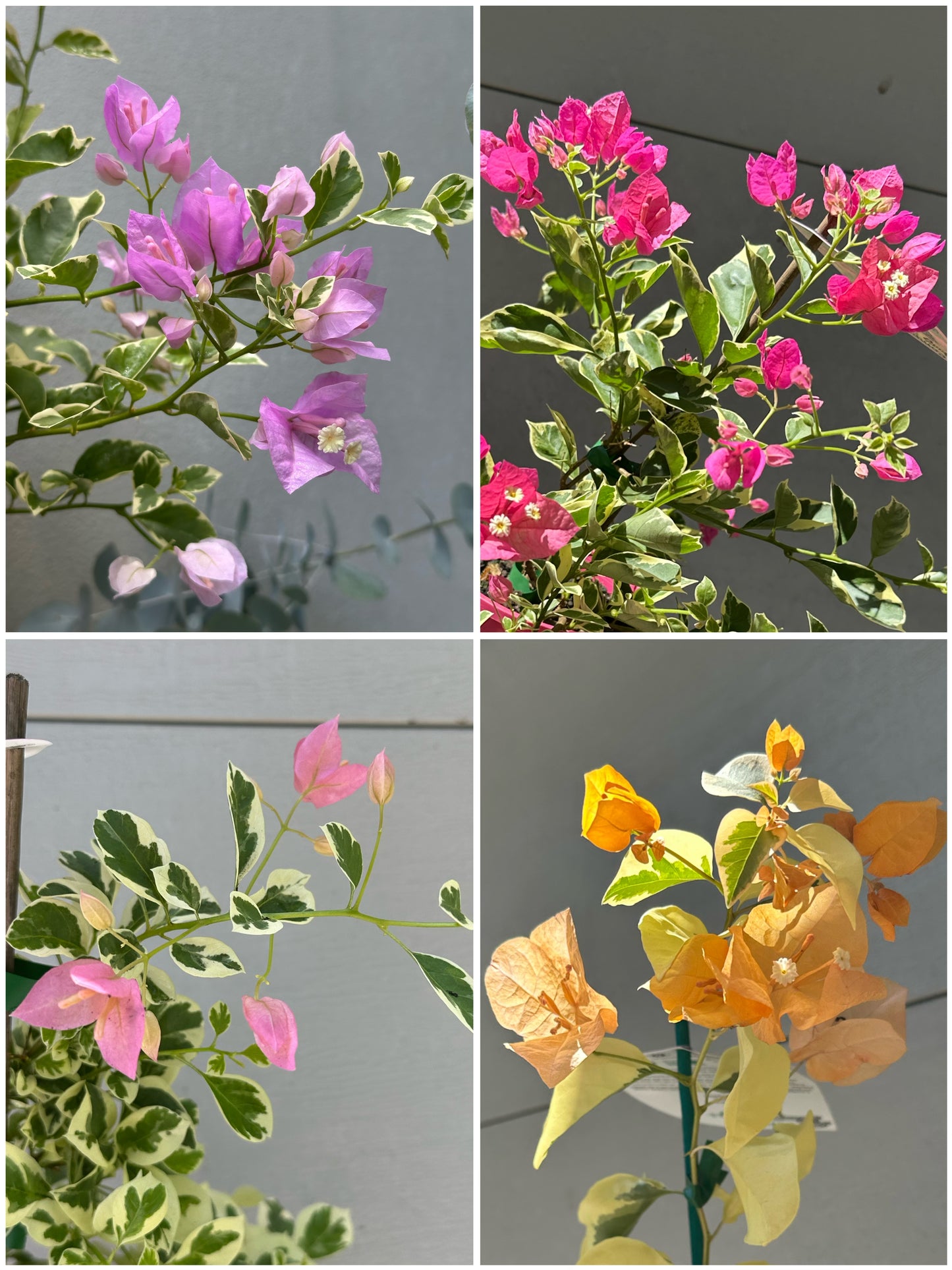 Bougainvilleas Assorted