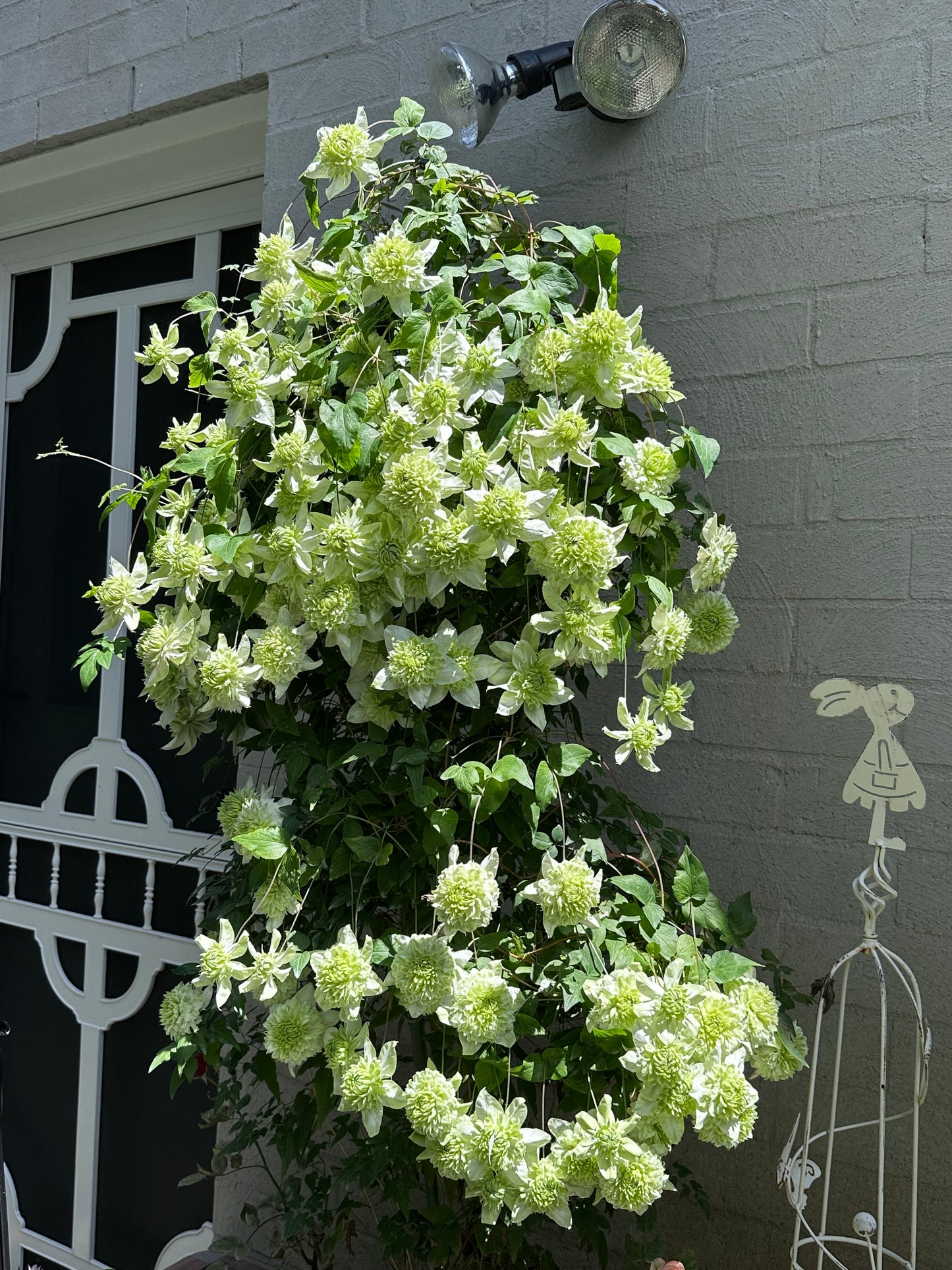 Clematis Florida Plena