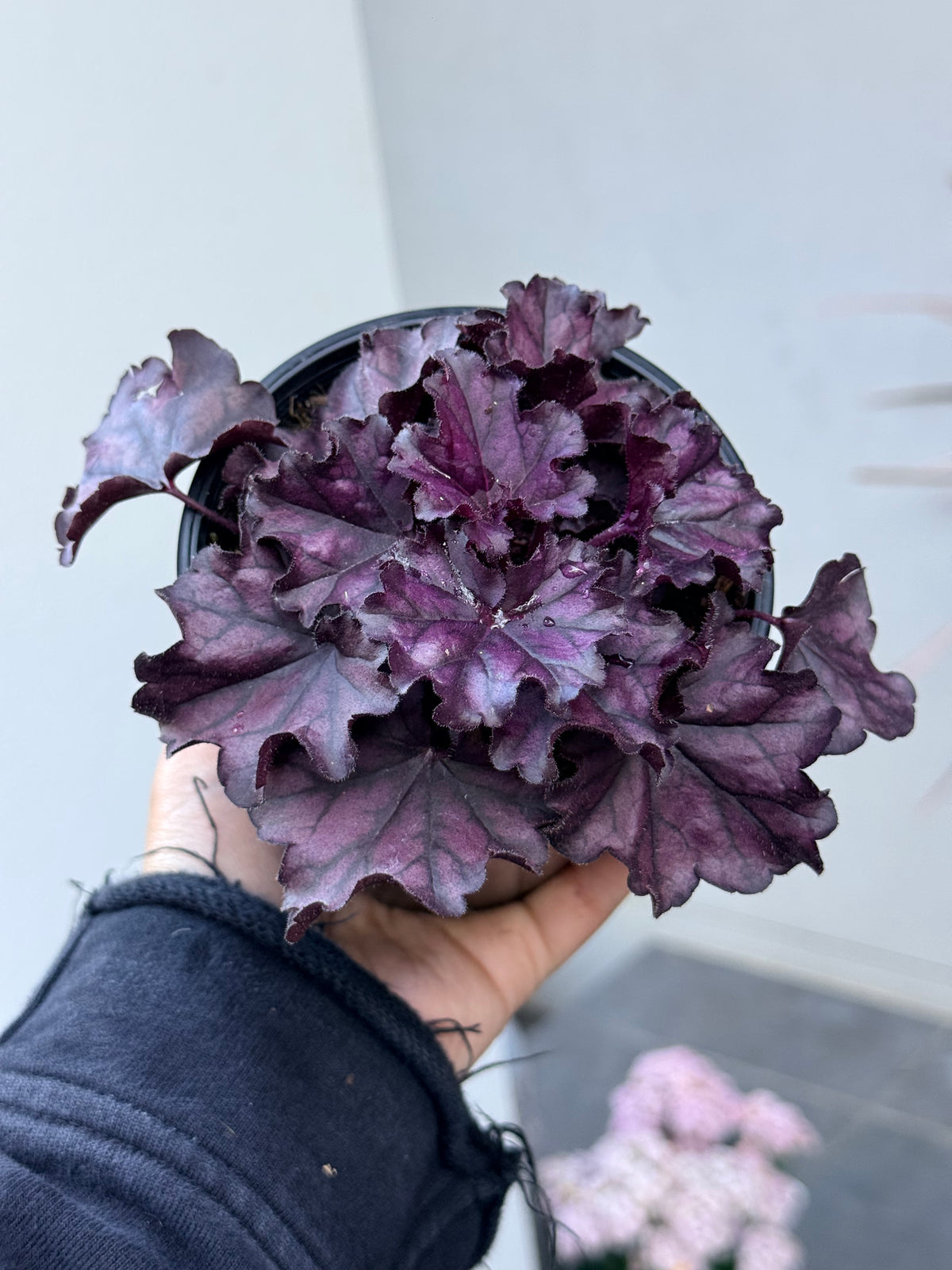 Heuchera Forever Purple