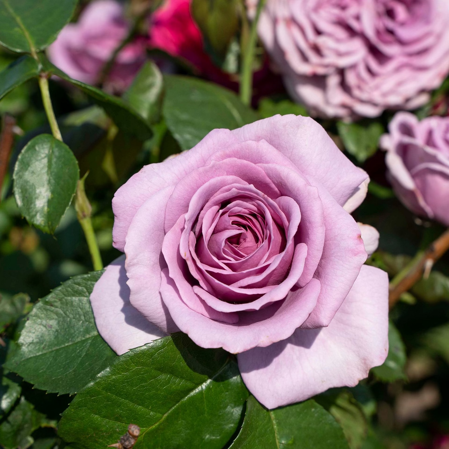 Rose Quick Silver -Bare root