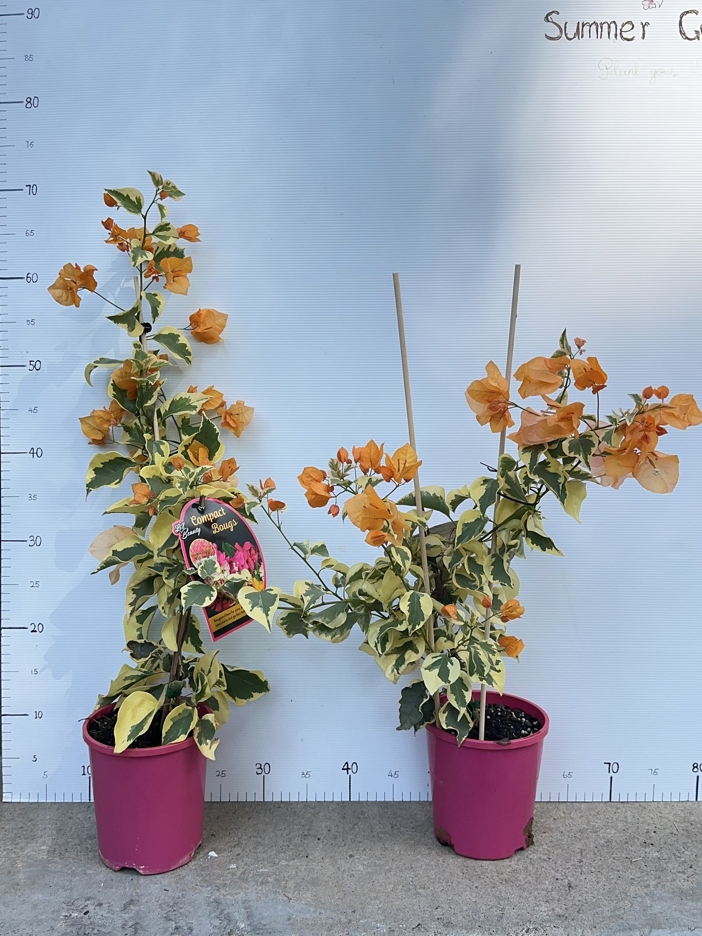 bougainvillea Golden Ice