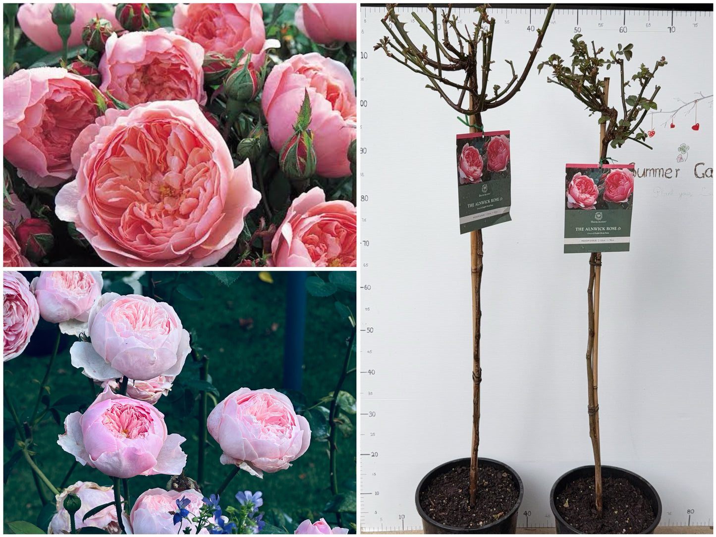 Standard Rose - The Alnwick® Rose