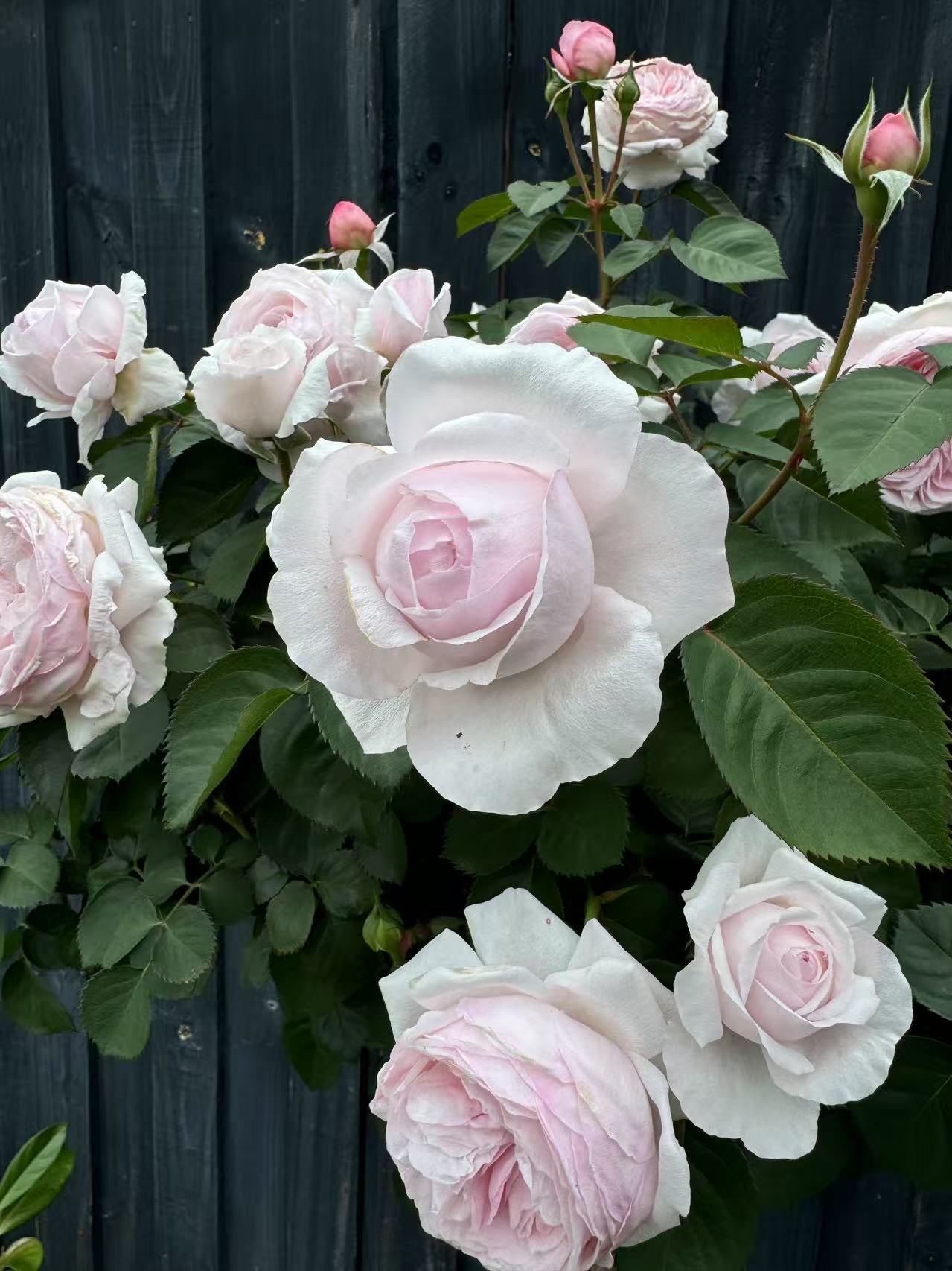 Standard Rose - Olivia