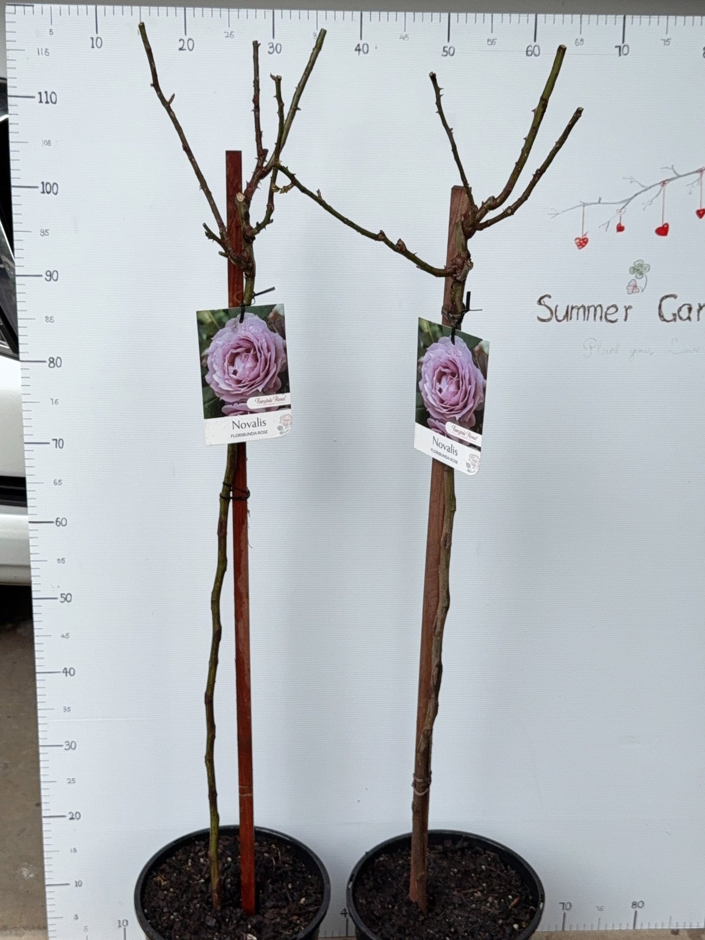 Standard Rose - Novalis