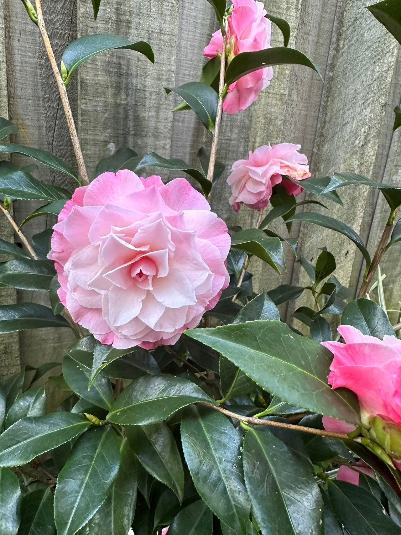 Camellia Hybrid Bottons N' Bows