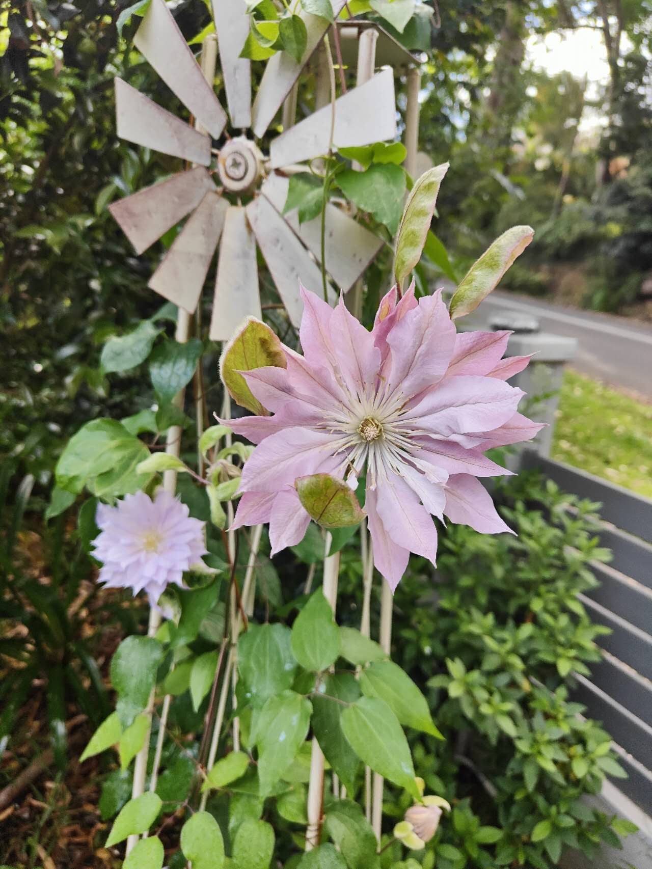 Clematis Violet Elizabeth
