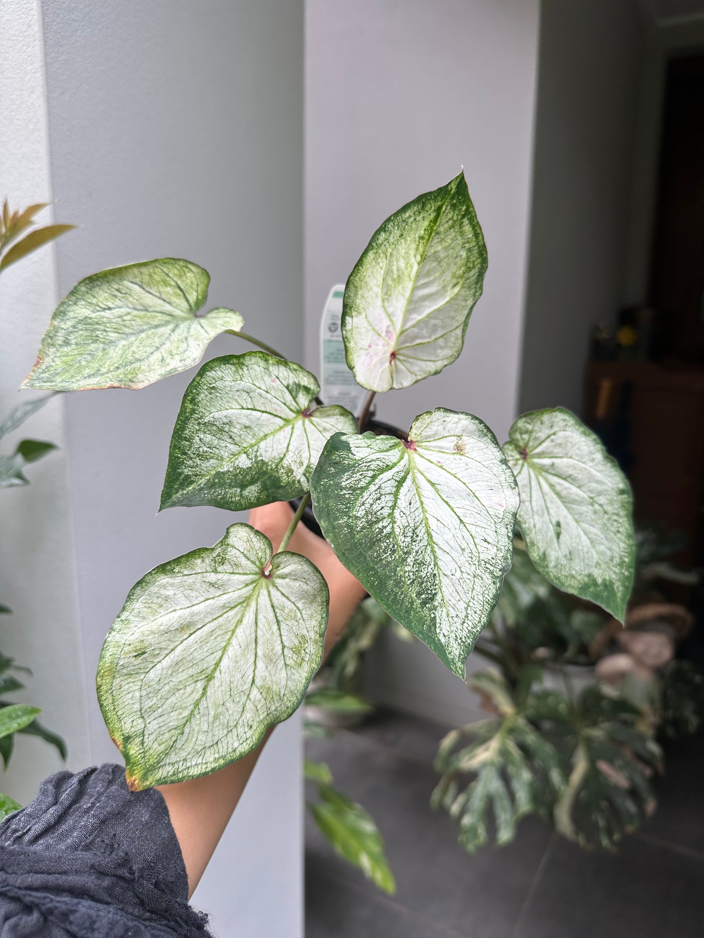 Caladium White & Green