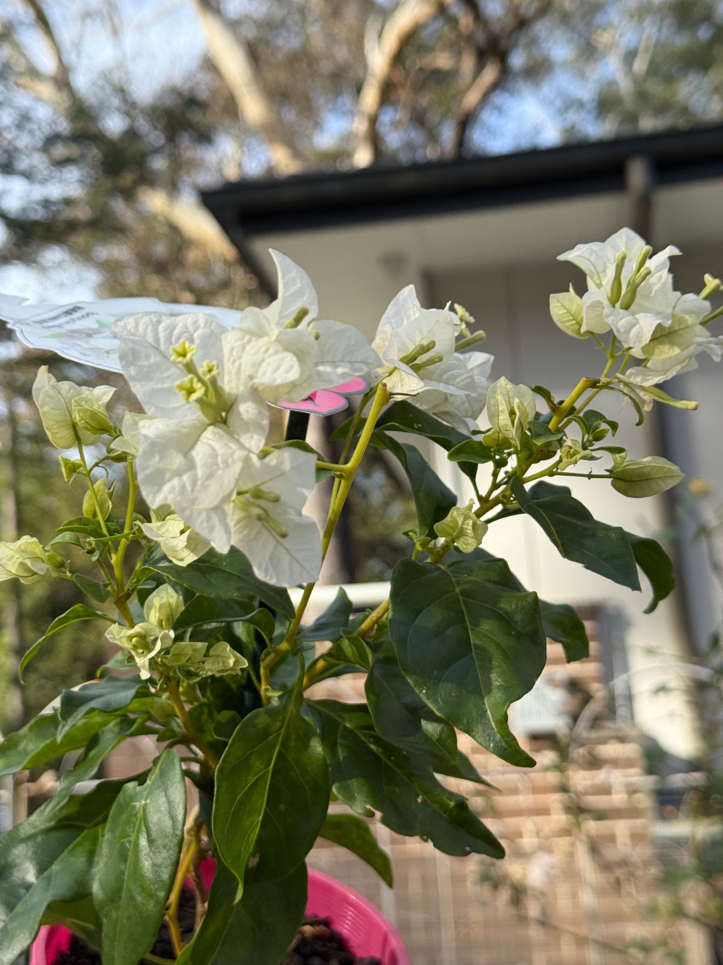 Bougainvillea Beesnees