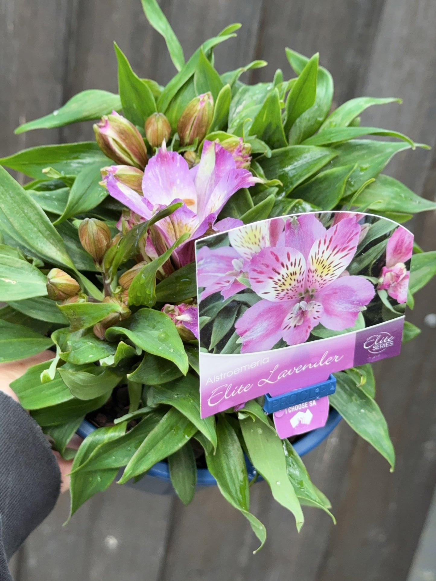 Alstroemeria Elite Lavender
