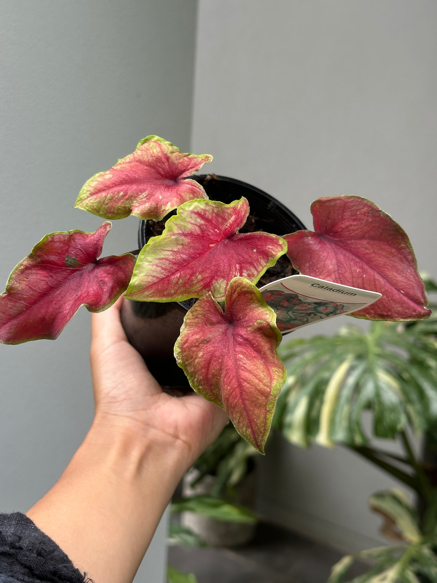 Caladium Brilliant Medals