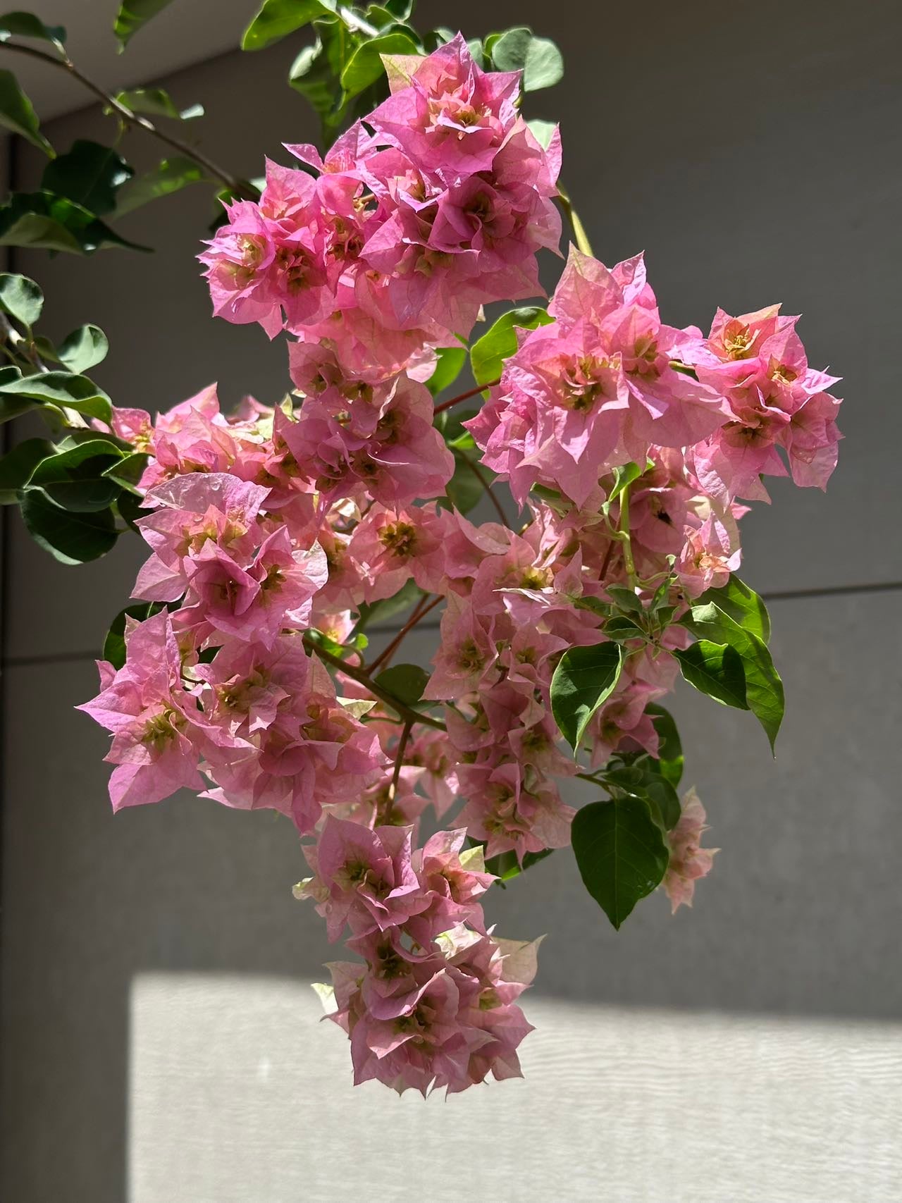 Bougainvillea Double Light Pink