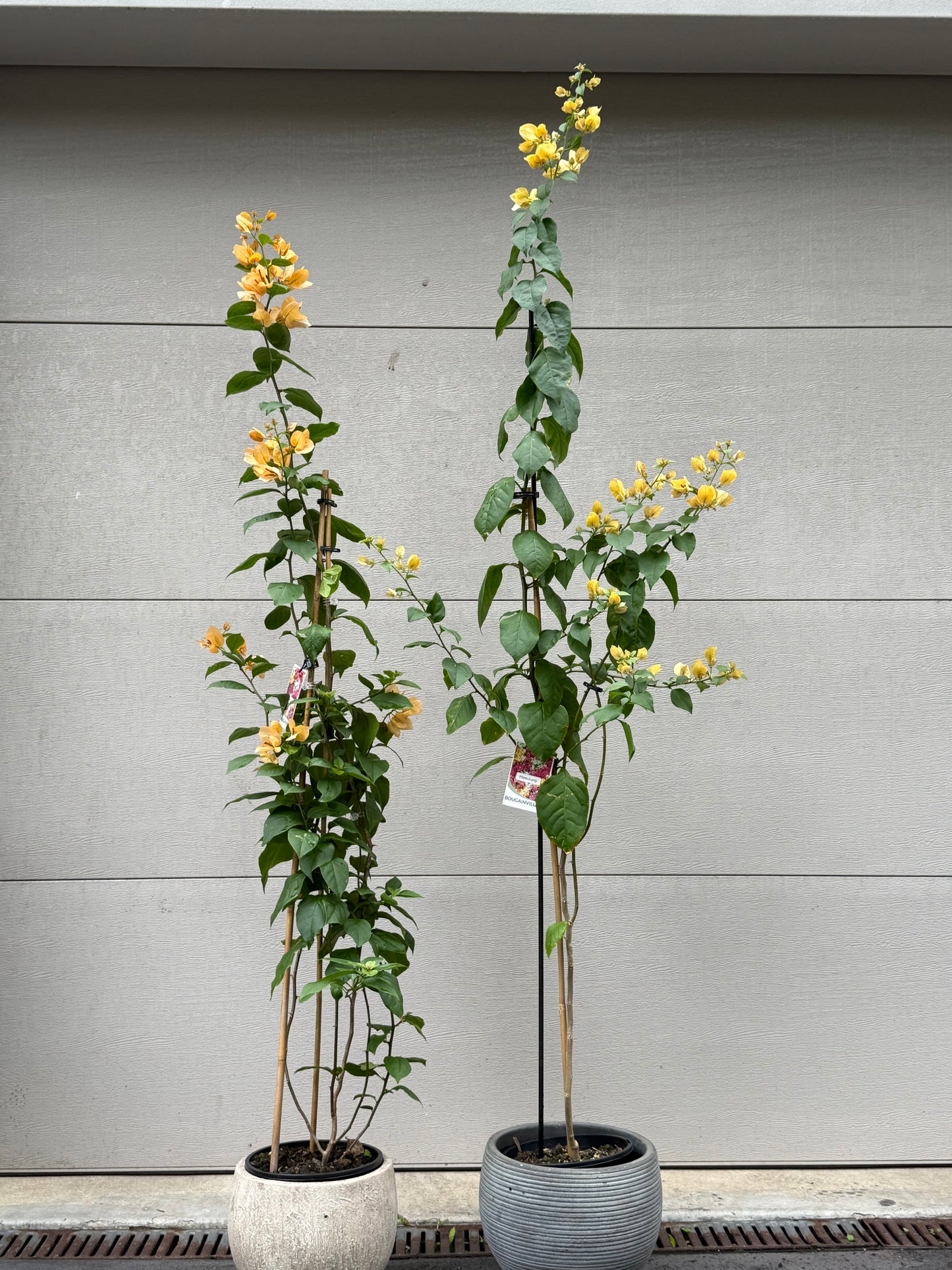 Bougainvillea Meeukany 苏瓦娜